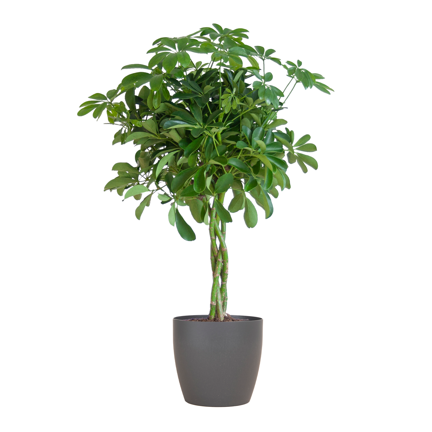 Schefflera Arboricola Nora Vingerplant in grijze Viber pot – 70 cm hoog