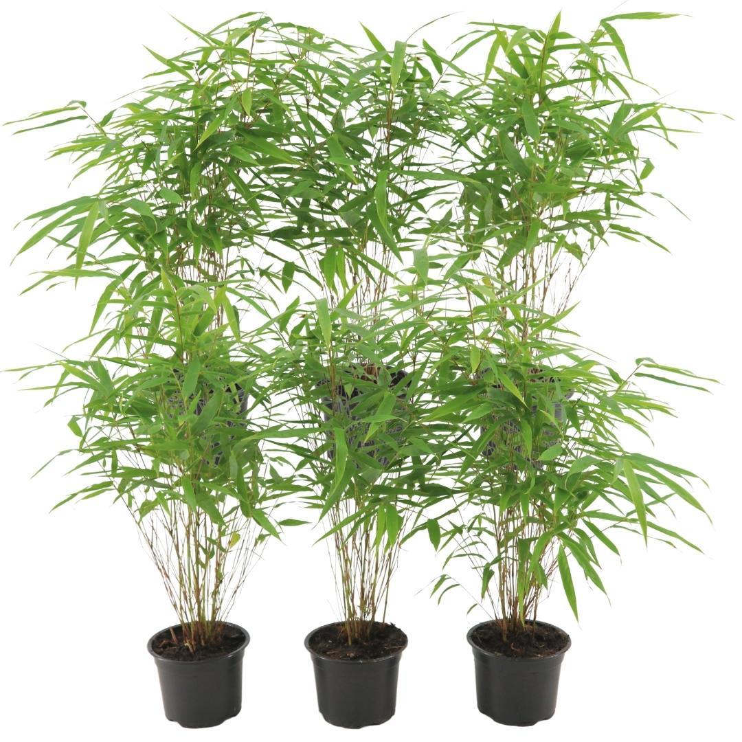 Fargesia rufa Buitenplant | Bamboe