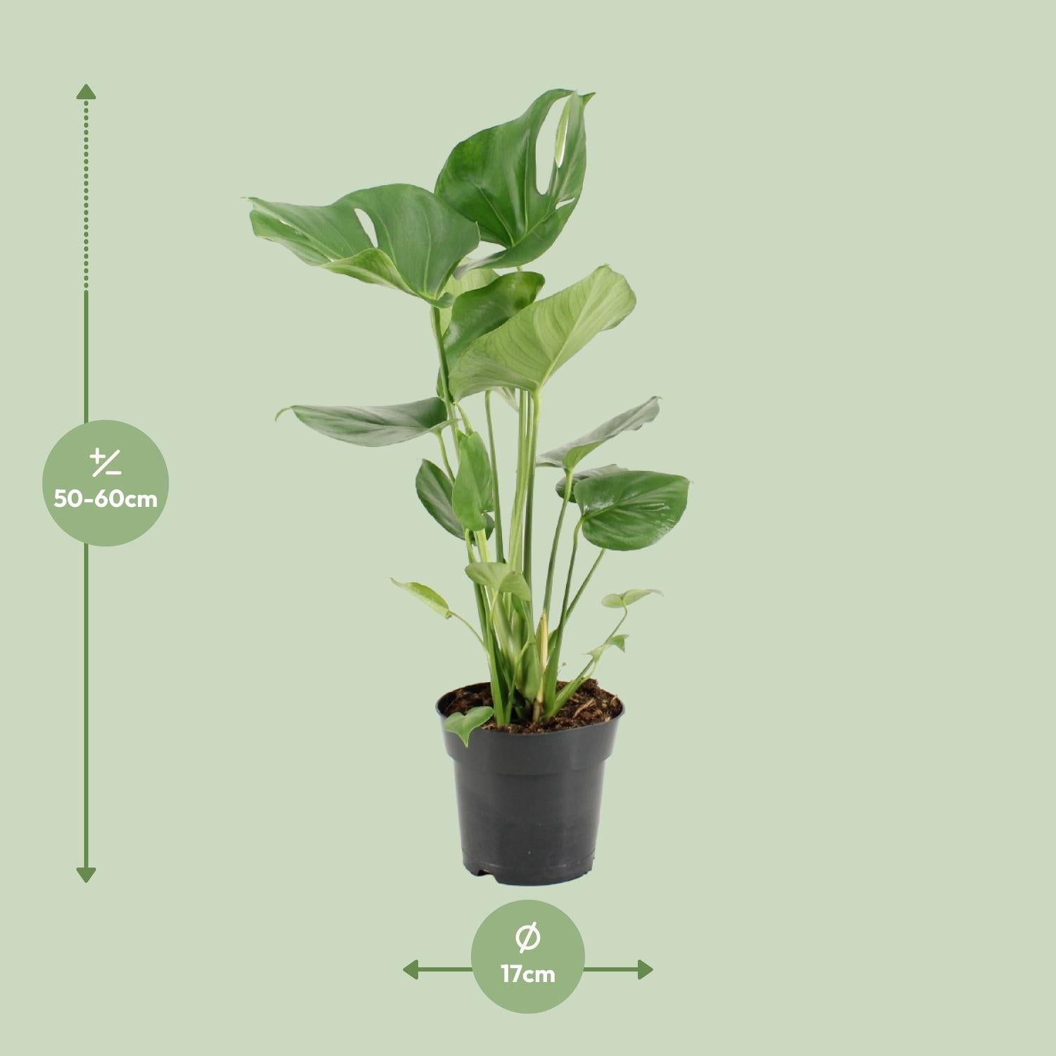 Monstera Deliciosa (Gatenplant / Swiss Cheese Plant) in pot Ø17cm – glanzende bladeren met karakteristieke gaten, hoogte ±60cm, ideale tropische kamerplant voor halfschaduw.
