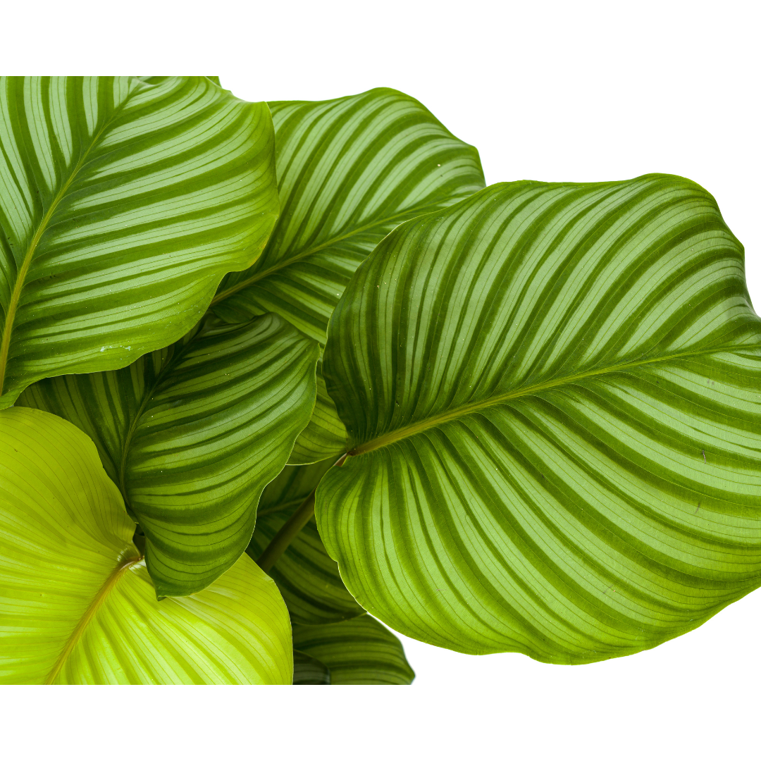 Calathea Orbifolia Ø27cm - ↕70 - 90cm Zilver.