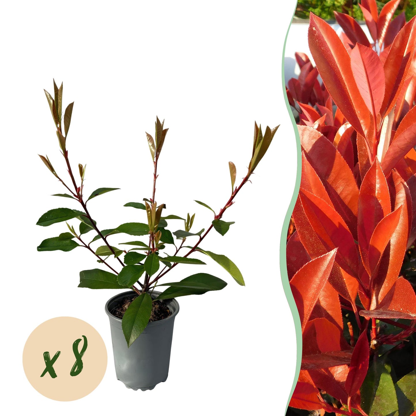 Photnia fraseri Red Robin - blad rood groen - 8 planten - 1 strekkende meter - groenblijvend - Haagplant- pot 9cm hoogte 30-35cm