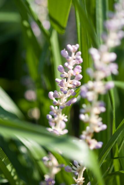 40x Liriope muscari 'Monroe White' - ↕10-25cm - Ø9cm. Lilie.