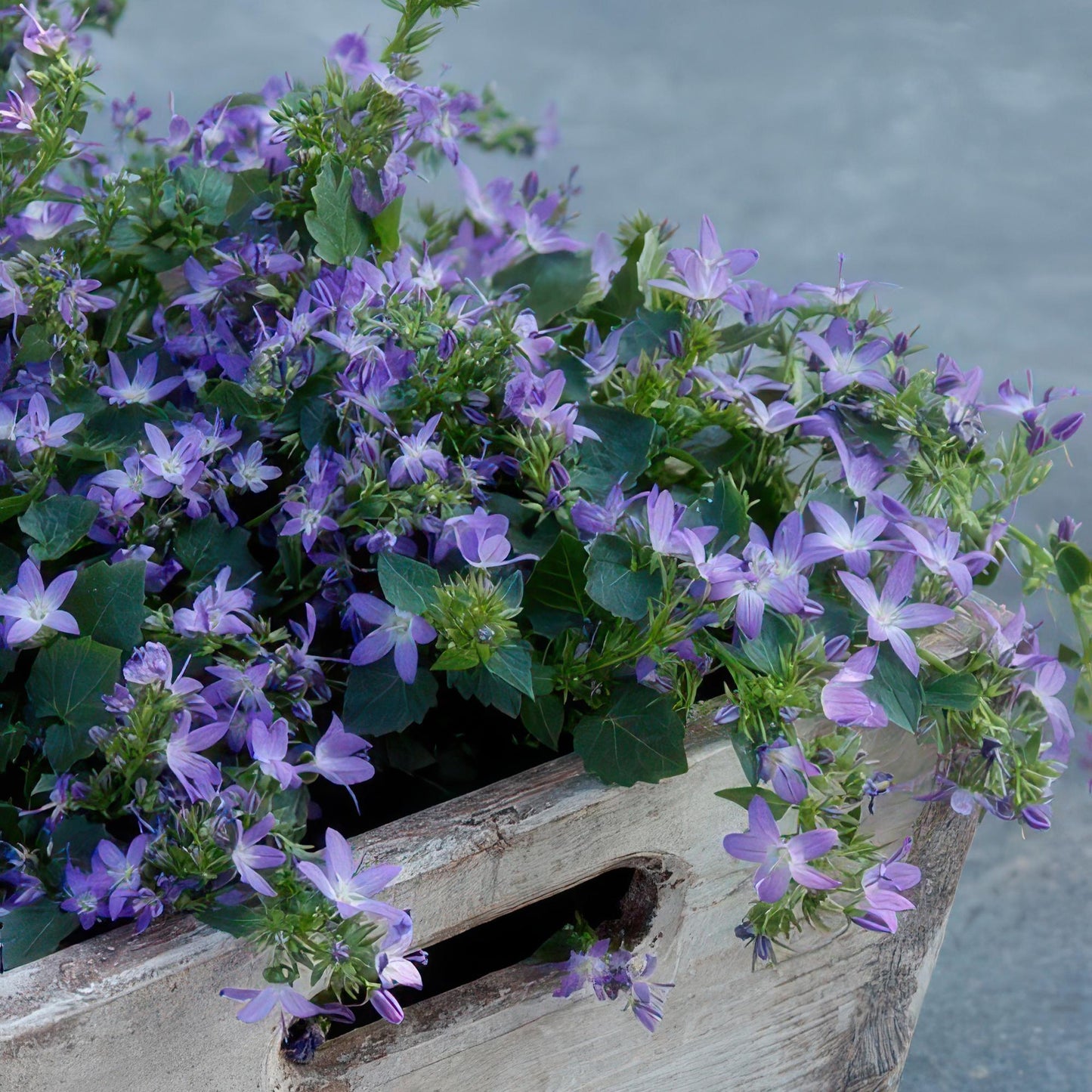 Campanula portenschlagiana ‘Stella’ met blauwe bloemen – laagblijvende bodembedekker voor zon en schaduw, ideaal voor borders en muurtjes