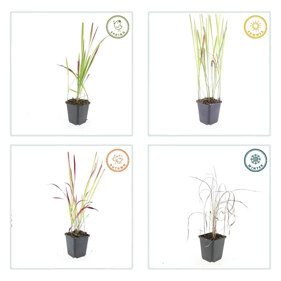 20x Imperata cylindrica 'Red Baron' - ↕10-25cm - Ø9cm