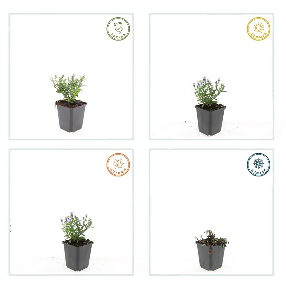 “Aster D Prof. Anton Kippenberg herfstaster met paarse bloemen in kweekpot Ø9cm, hoogte 10-25cm, tuinplant voor borders, potten, snijbloemen en vlinders”