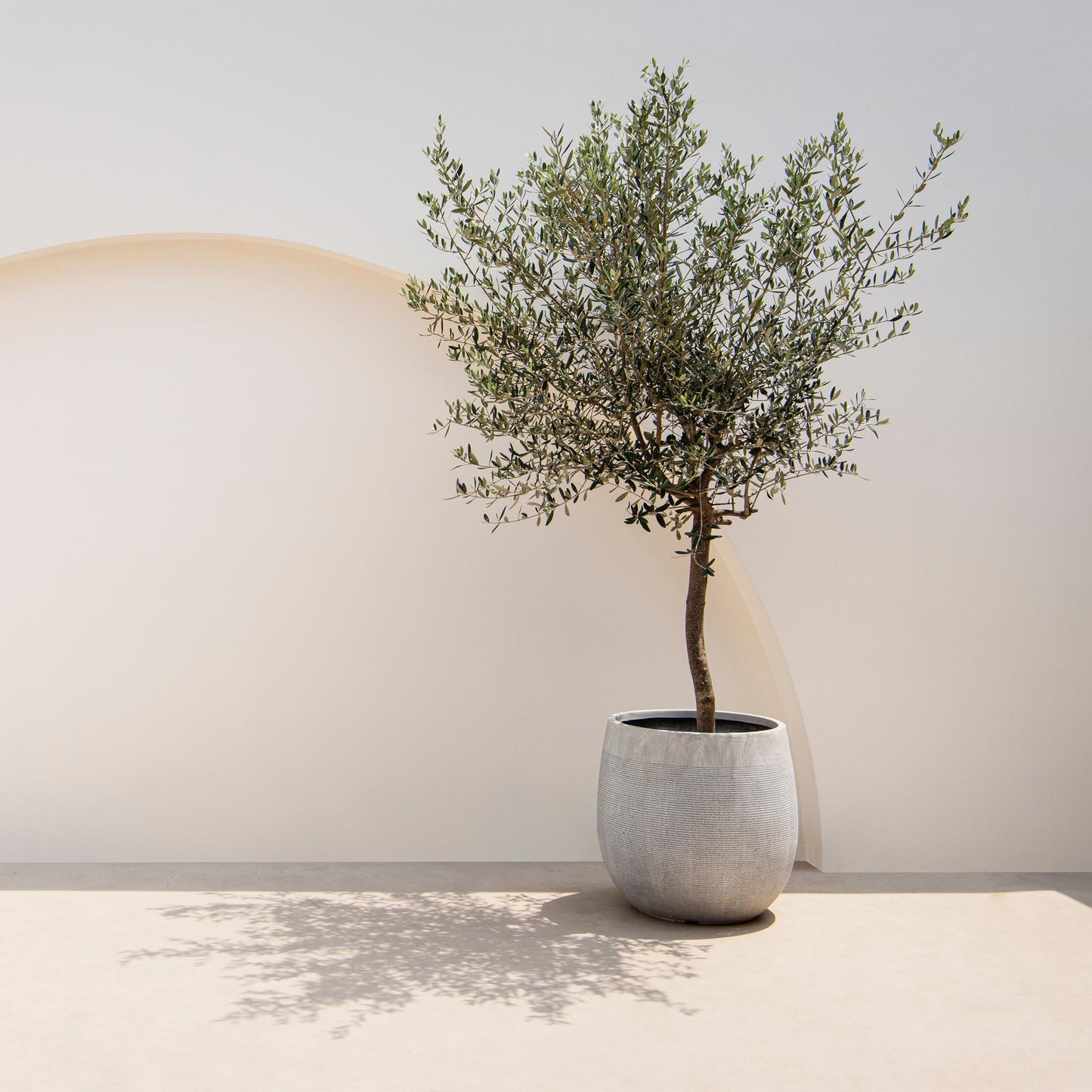Olea Europaea - Plant op stam - Olijfboom - Terras Plant - Bladhoudend - Weinig Onderhoud - Pot 19cm Hoogte 90cm