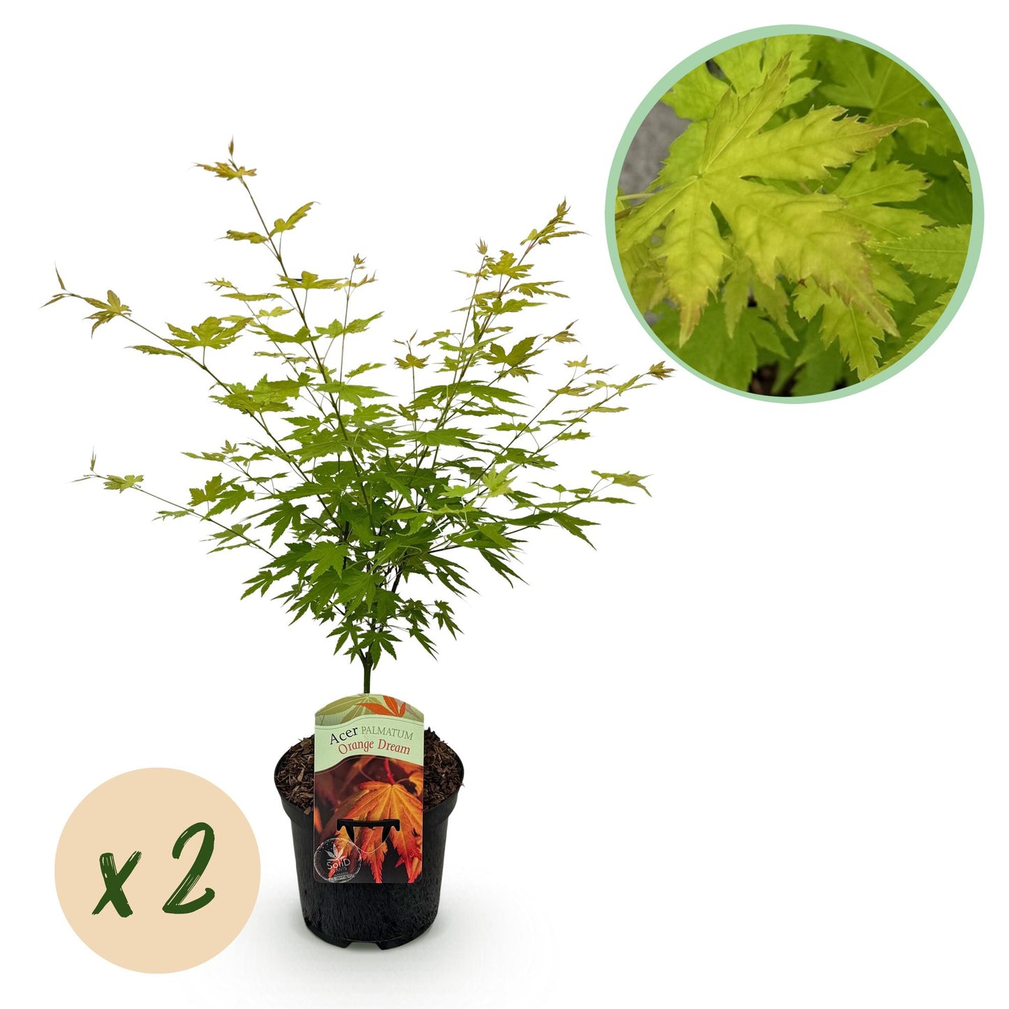 Japanischer Ahorn - Acer palmatum Orange Dream - Orange - 2 Pflanzen - Laubabwerfend - Topf 19cm Höhe 70cm