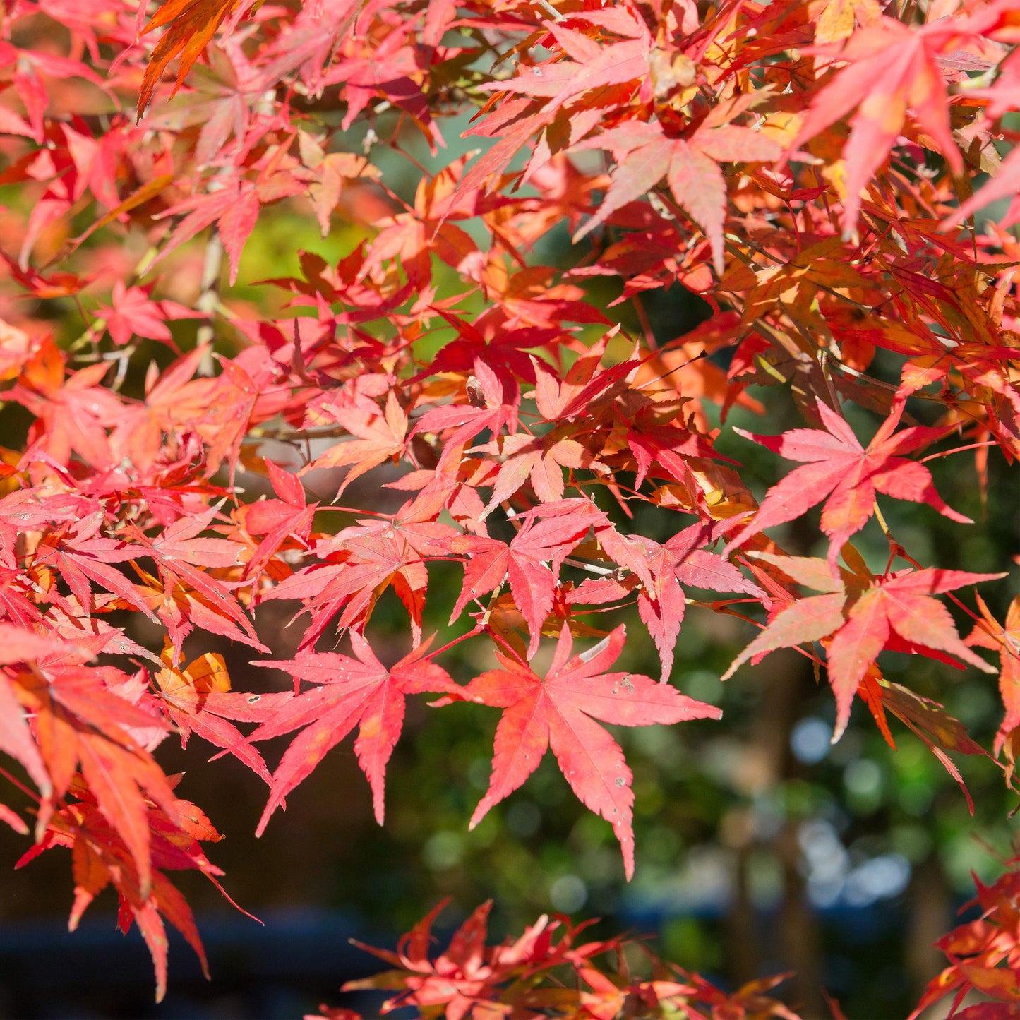 Japanse Esdoorn - Acer palmatum Shaina - Rood - 2 Planten - Bladverliezend - Pot 19cm Hoogte 70cm