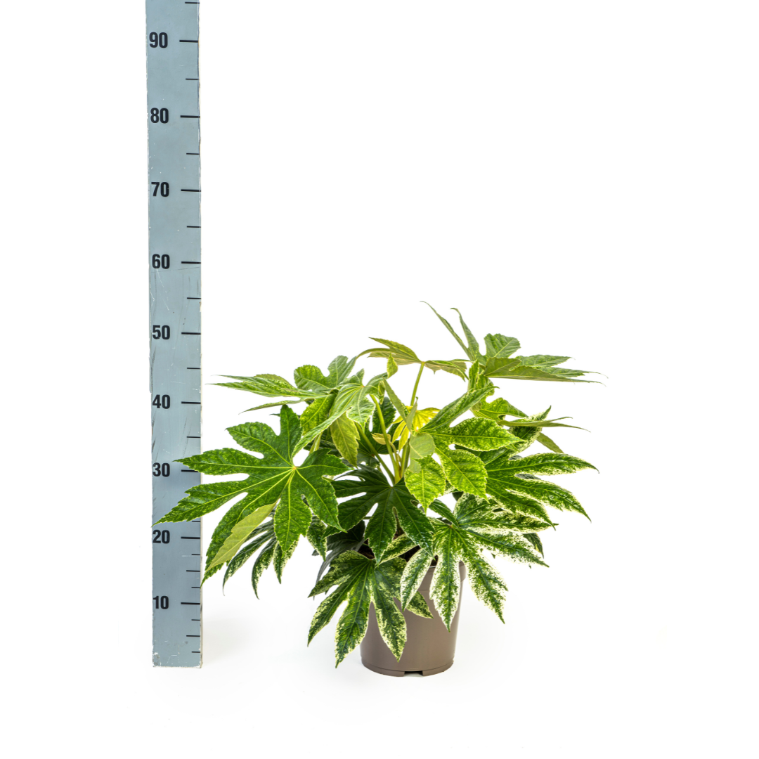 Fatsia Japonica Spinnennetz Ø19cm - ↕40 - 50cm