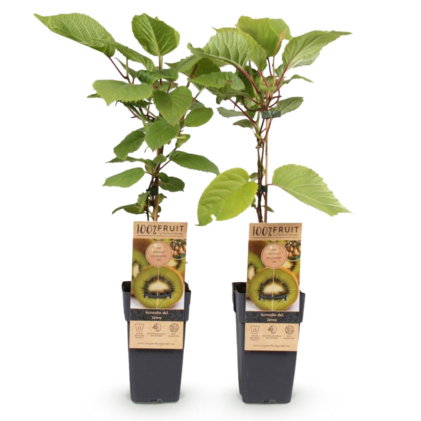 Vers van eigen tuin: geniet van heerlijke, sappige kiwi’s met de Actinidia deliciosa ‘Jenny’. Makkelijk te verzorgen en een echte blikvanger! #fruitplant #kiwi #planttoday