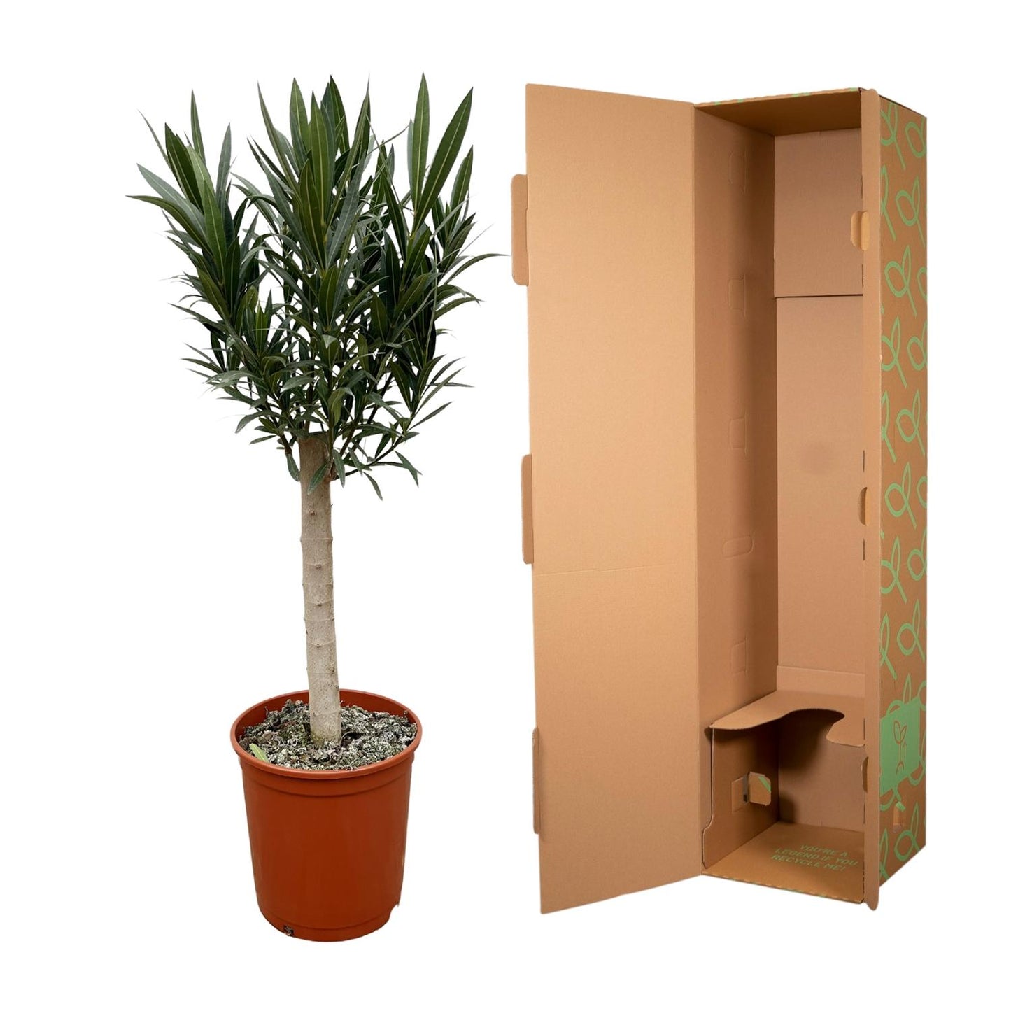 Nerium Oleander op stam met rode bloem - 110cm - Ø22