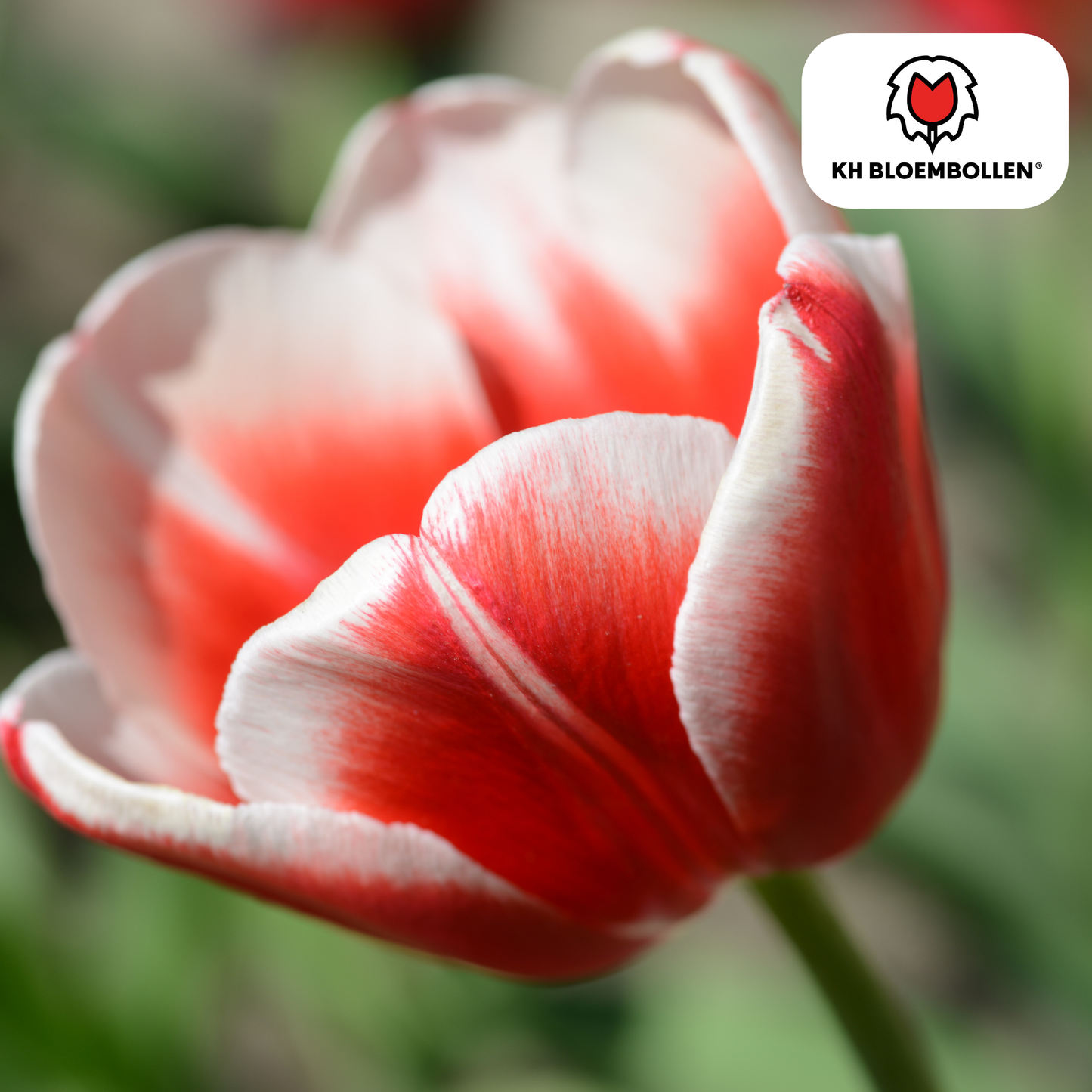 Candy Apple Delight tulpen – rood-witte bloembollen – 20 stuks