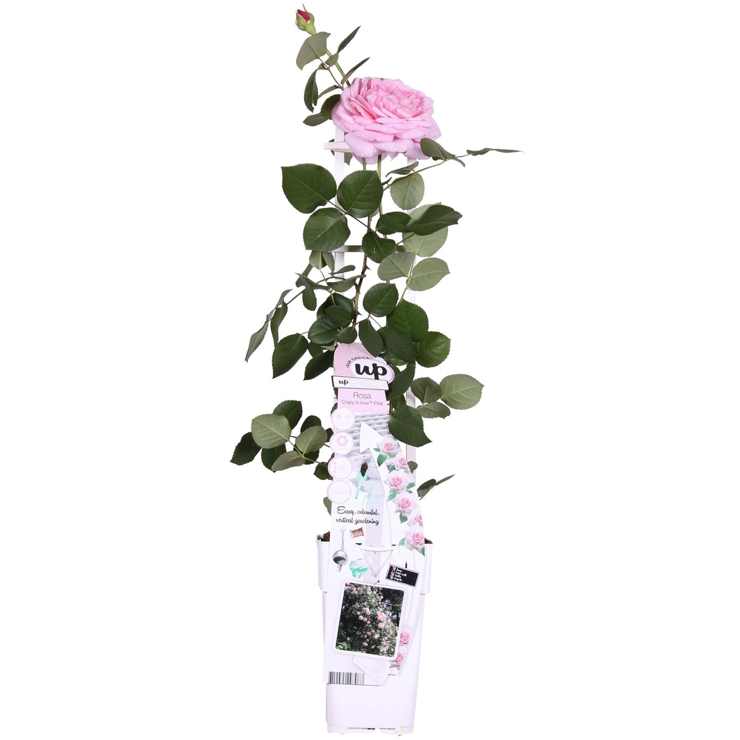 rozen voor pergola of hekwerk
romantische klimrozen
rozen planten tuin
crazy in love pink pot