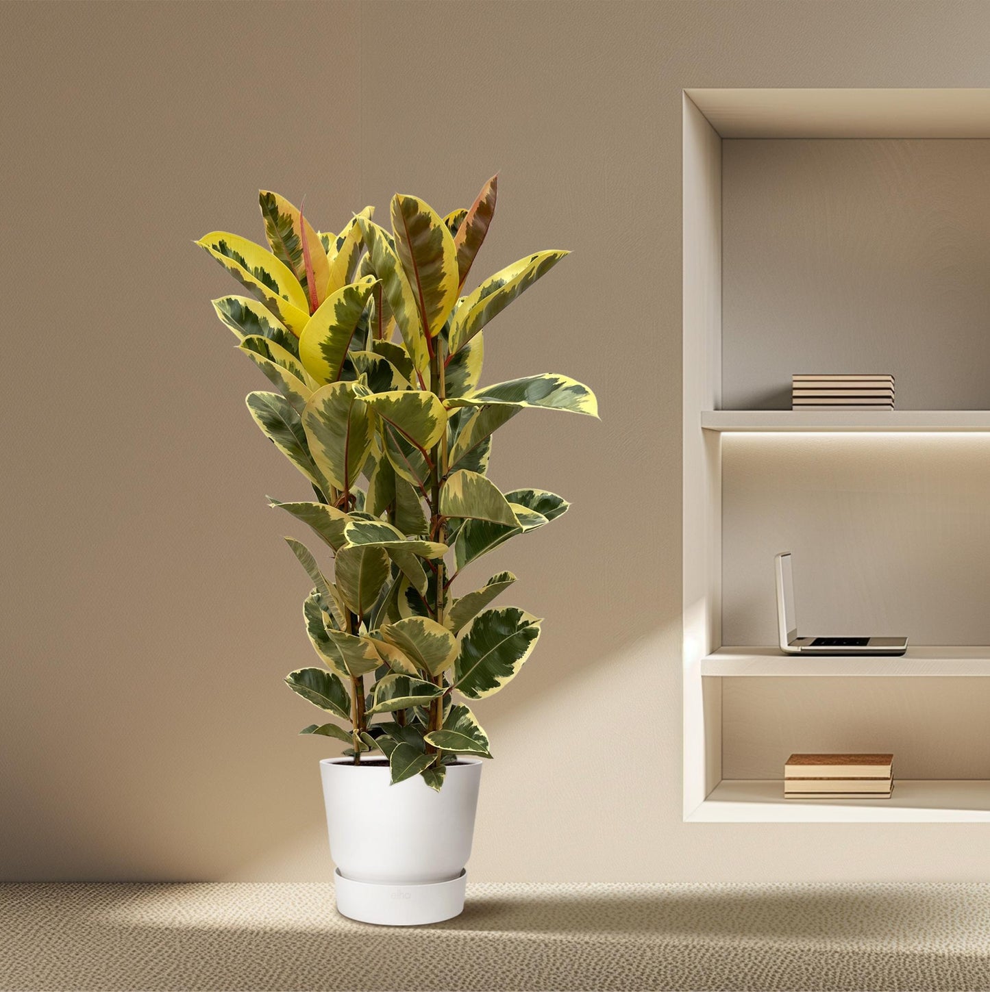 Ficus elastica 'Tineke' | Kamerplant | Rubberplant
