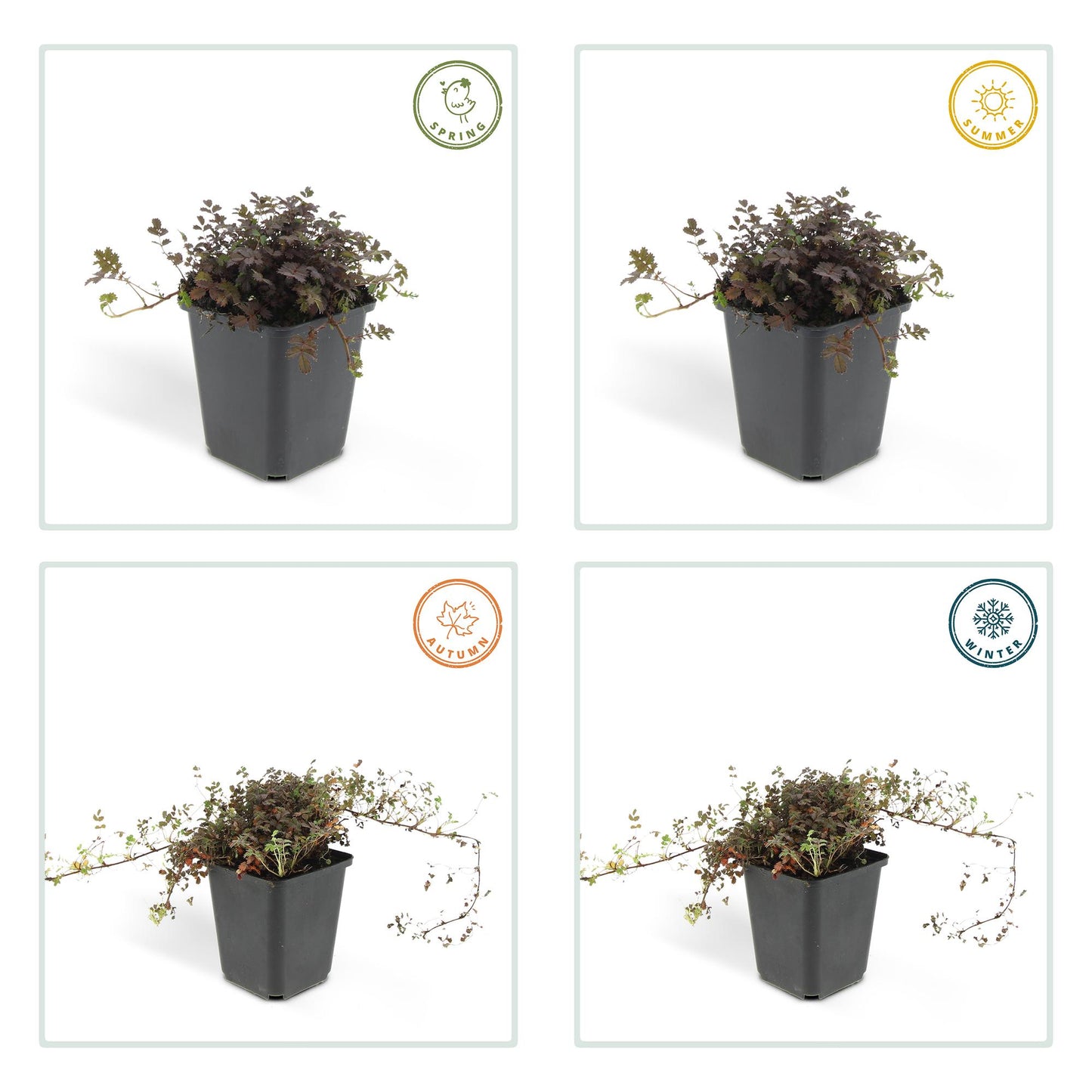 6x Acaena microphylla 'Kupferteppich' - ↕10-25cm - Ø9cm - Nuss