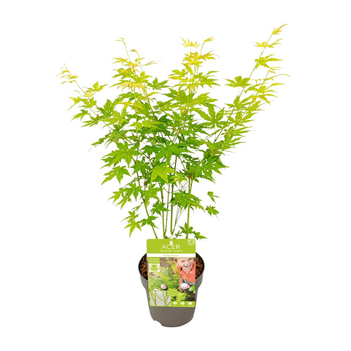 Acer palmatum Going Green - Esdoorn Maple
