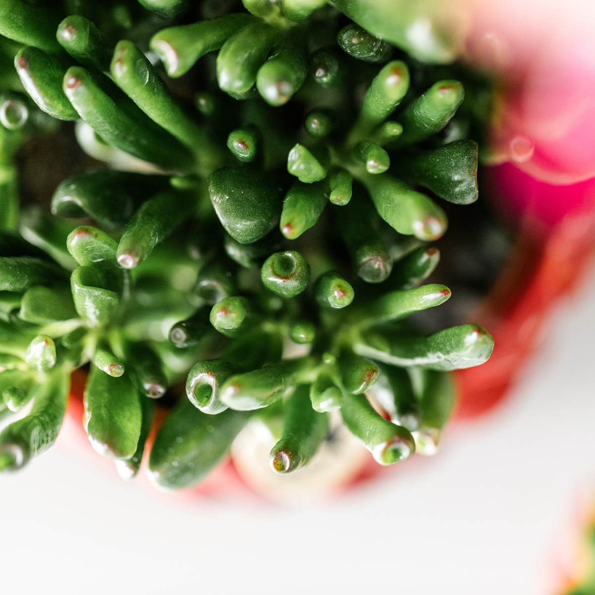Kolibri Greens | set van 4 succulenten - groene planten - potmaat Ø9cm