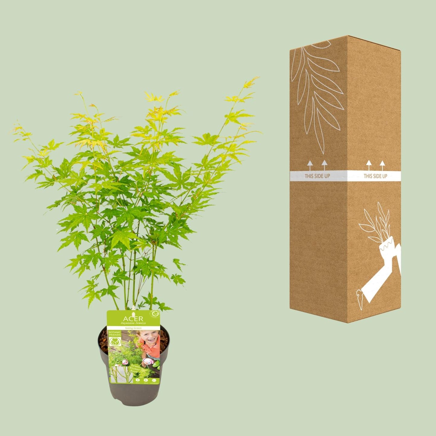 Acer palmatum Going Green - Esdoorn Maple