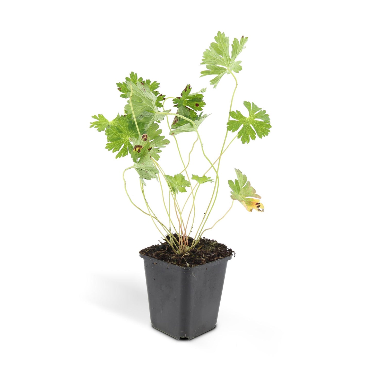 Geranium Rozanne Buitenplant | Ooievaarsbek
