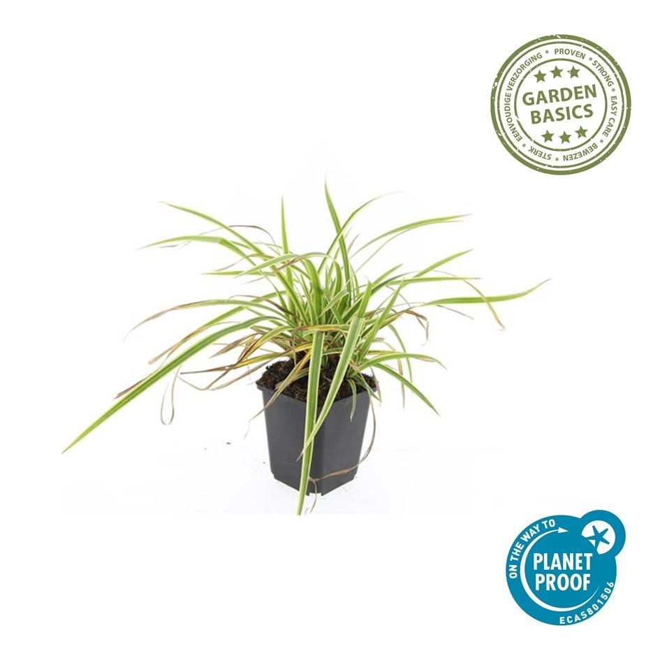 Carex morrowii 'Aureovariegata' Buitenplant | Gras