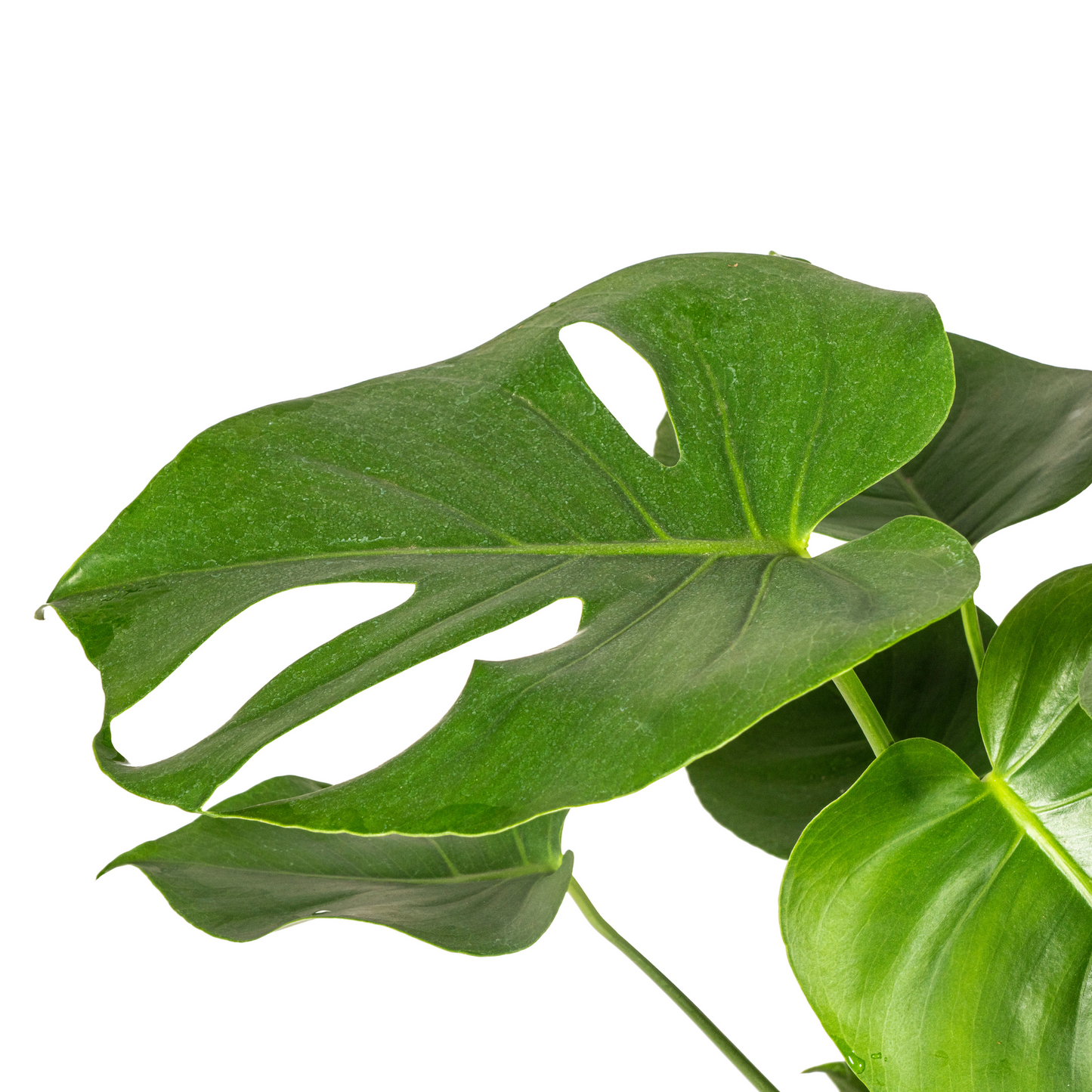 Monstera Deliciosa Tauerii kamerplant Ø19cm, 70-90cm hoog, grote groene bladeren met inkepingen en gaten, tropische klimplant.