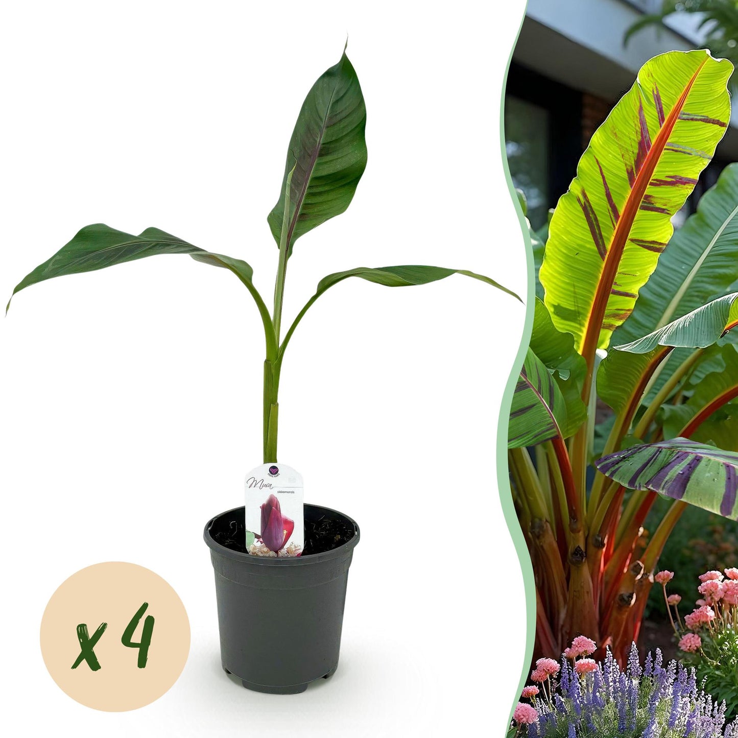 Bananenplant Musa sikkimensis Red Tiger – 4 planten in pot Ø17 cm, hoogte ca. 40 cm