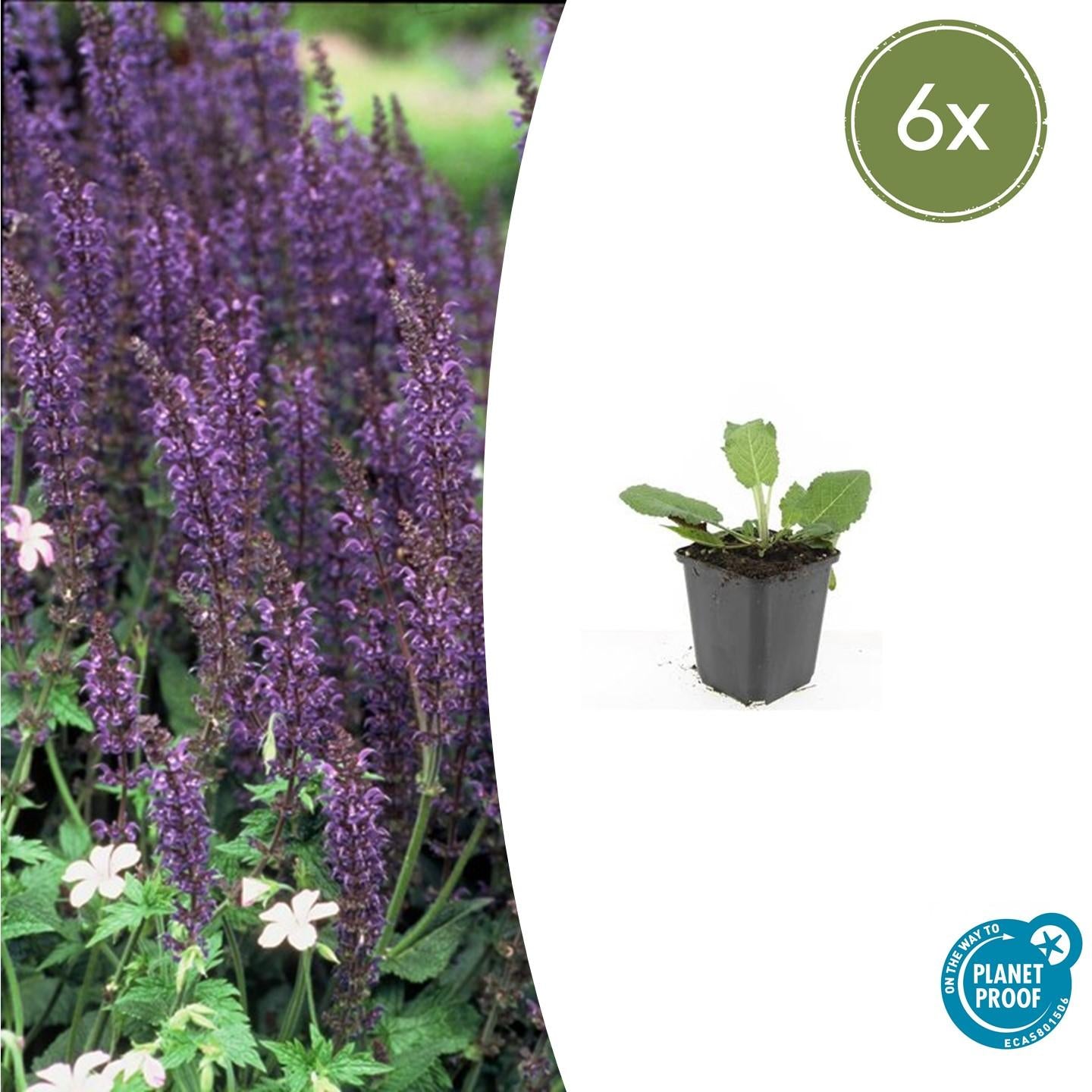 6x Salvia nem. 'Mainacht'