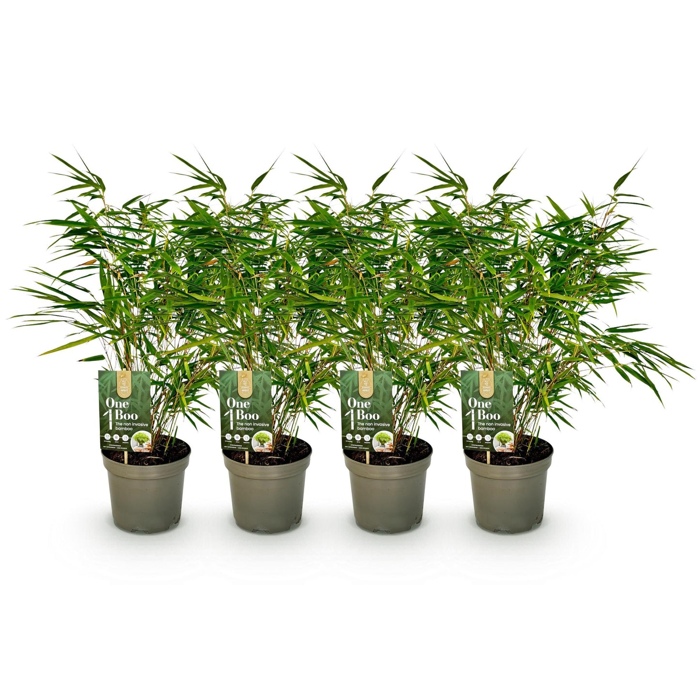Fargesia rufa bamboe als haagplant of in border
