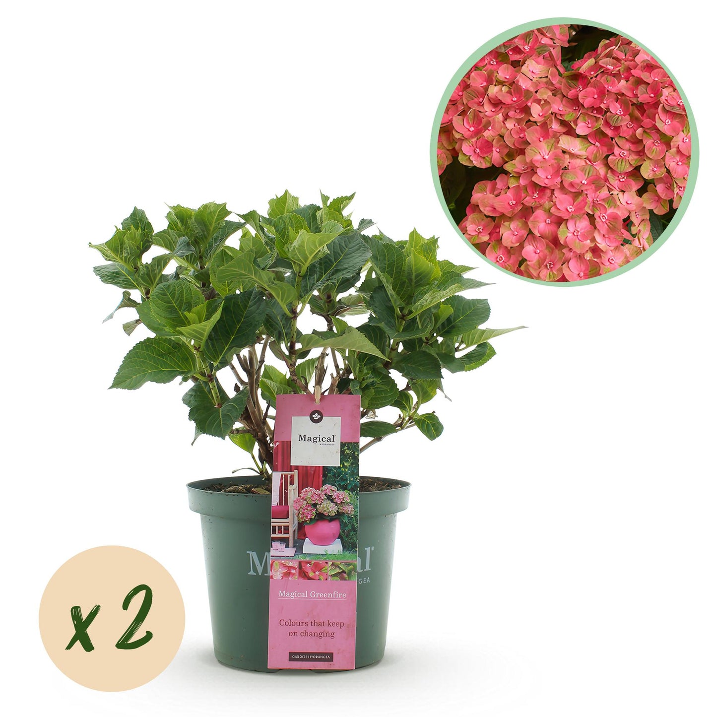 Terrasplant - Hortensia - Hydrangea Magical Green Fire - Roze Groen - 6-10 Bloemen - 2 Planten - Pot 23cm Hoogte 55cm
