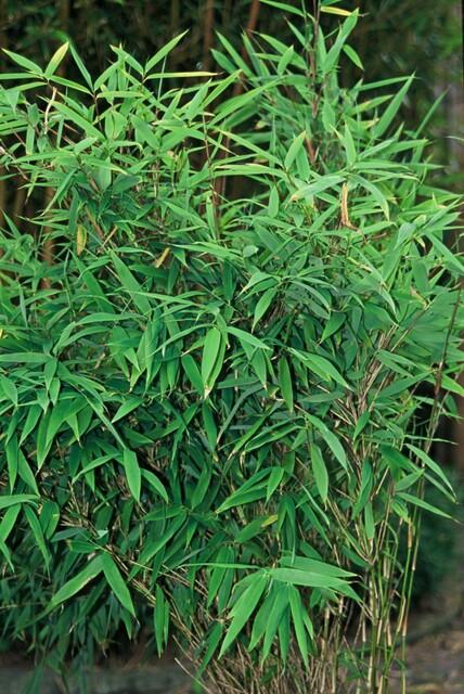 Fargesia rufa Buitenplant | Bamboe