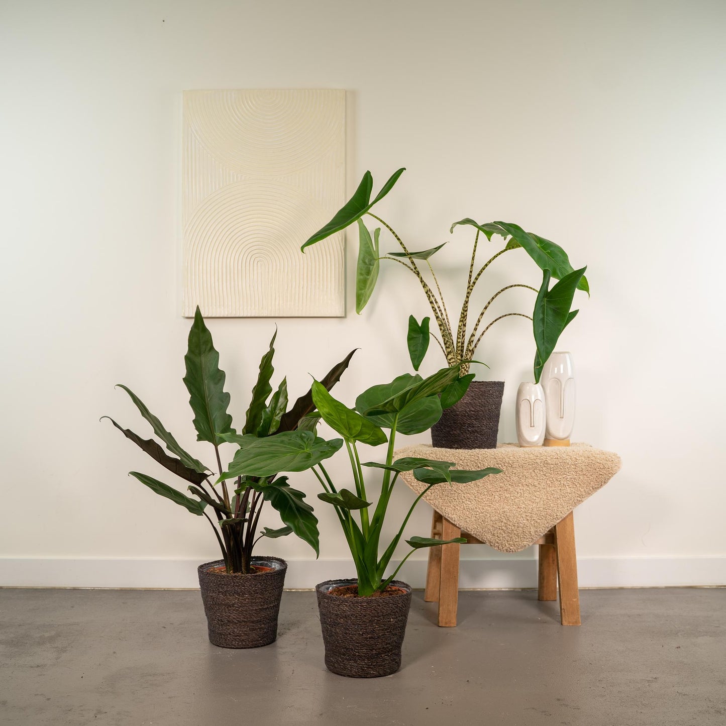 Alocasia Zebrina Ø19cm ↕75cm – Kamerplant met zebra-patroon stelen en grote hartvormige bladeren