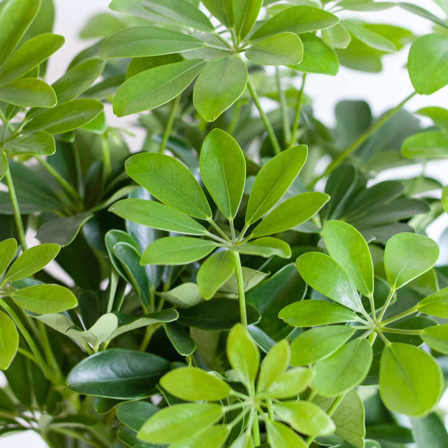 Schefflera Arboricola Nora Vingerplant in grijze Viber pot – 70 cm hoog