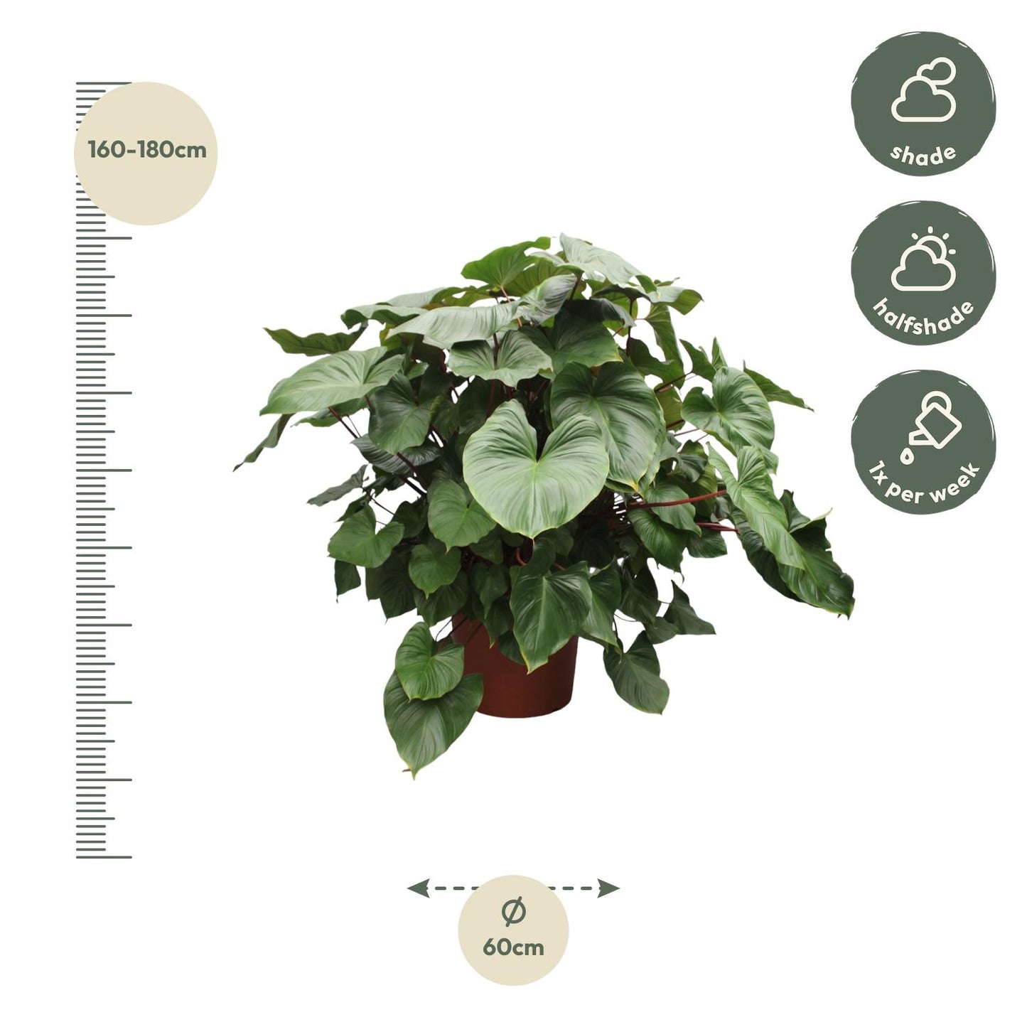 Homalomena Rubescens Maggy - 170 cm - ø60. tropische schoonheid