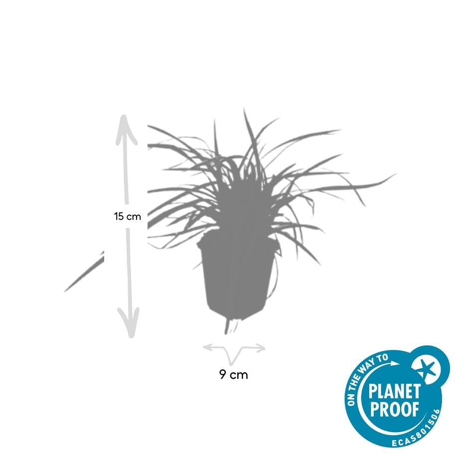 Carex morrowii 'Aureovariegata' | Buitenplant