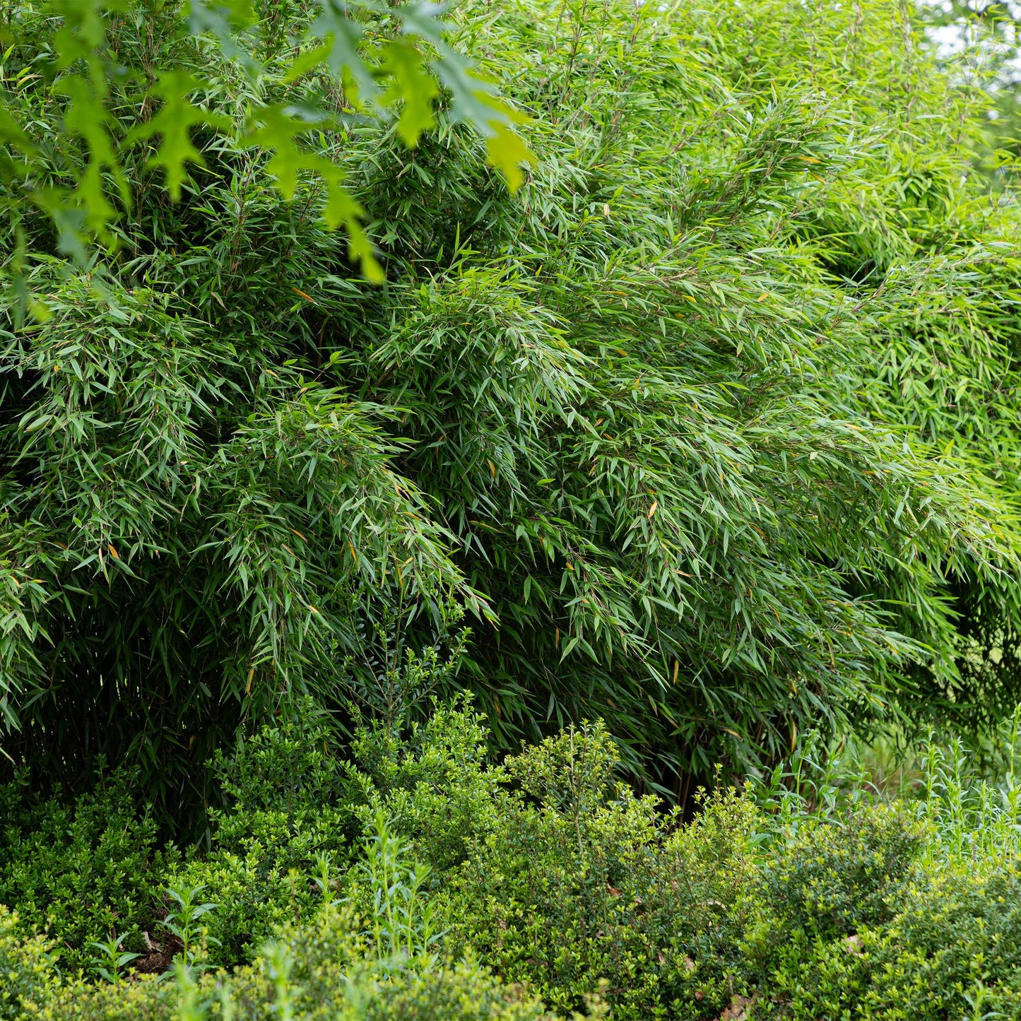 Bamboe Fargesia Red Dragon met rode stelen en groen blad – niet-woekerende, bladhoudende bamboe – geschikt voor haag, border en potten.
