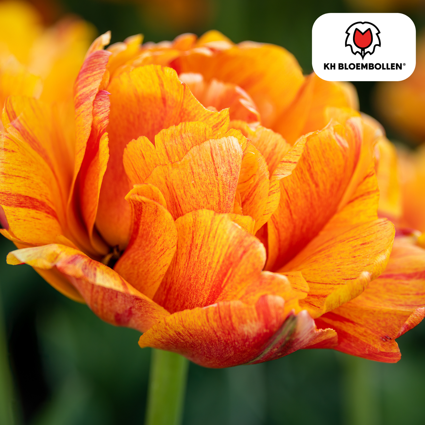 Dubbelbloemige Gudoshnik Double tulpen – kleurrijk geel oranje rood