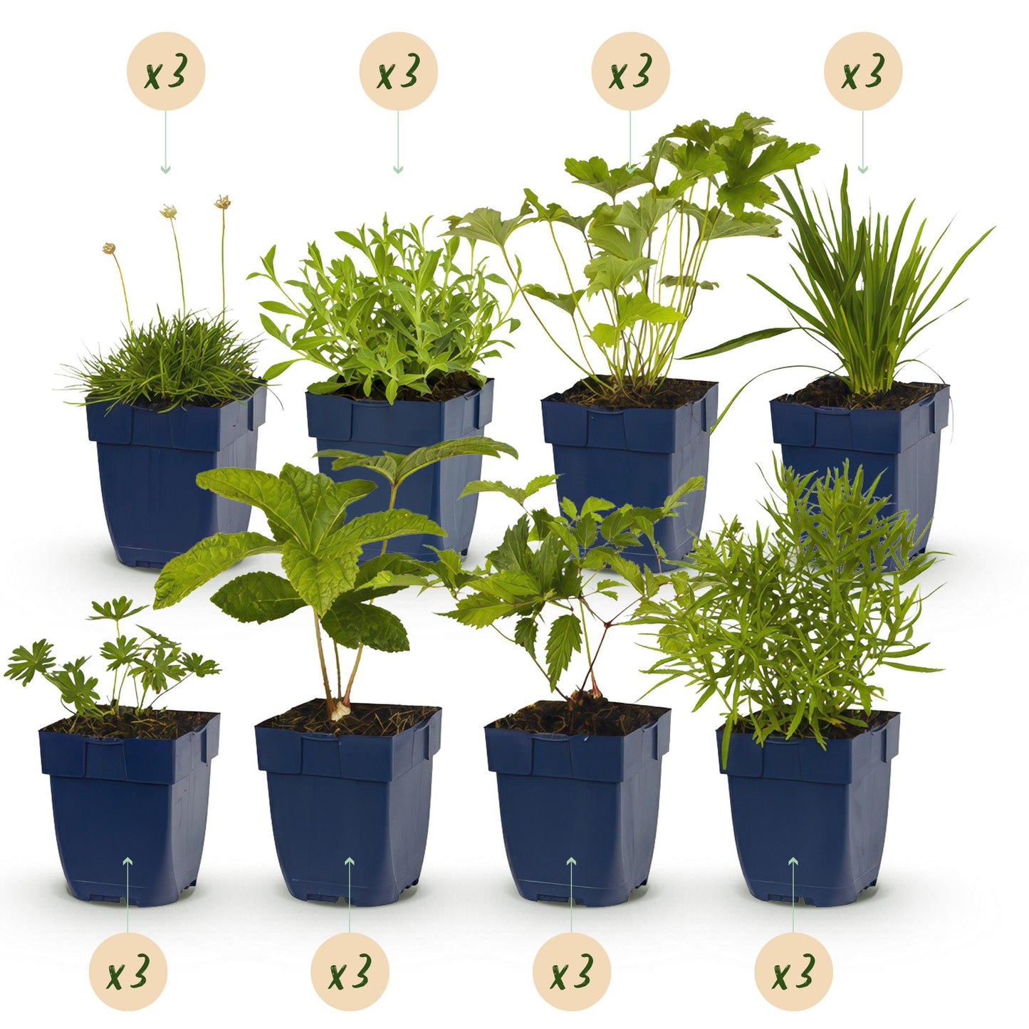 Borderpakket - Kleur Wit - 24 Vaste planten - 3 m2 - Diversen kleuren - Weinig Onderhoud - Pot 11cm