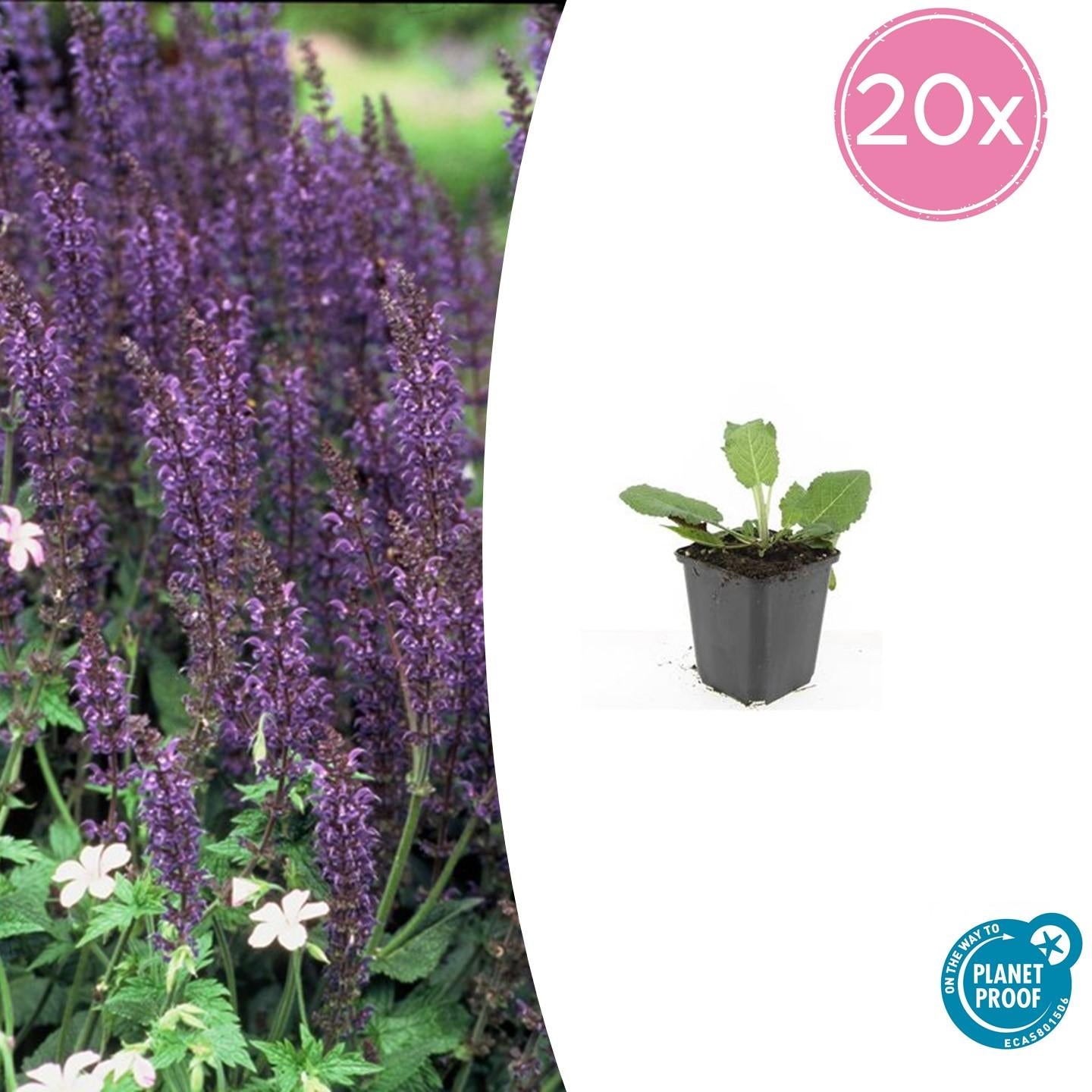 Salvia nemorosa | Buitenplant | Mainacht Salie