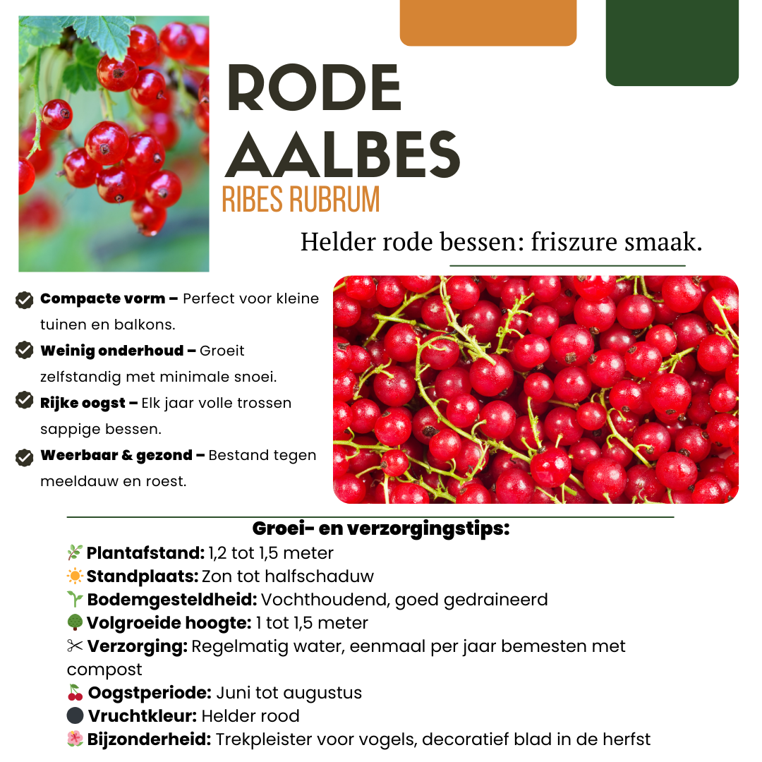 Set van 6 Biologische Kruisbessenplanten – 13 cm Pot – 20 cm Hoog – Heerlijke Bessen uit Eigen Tuin