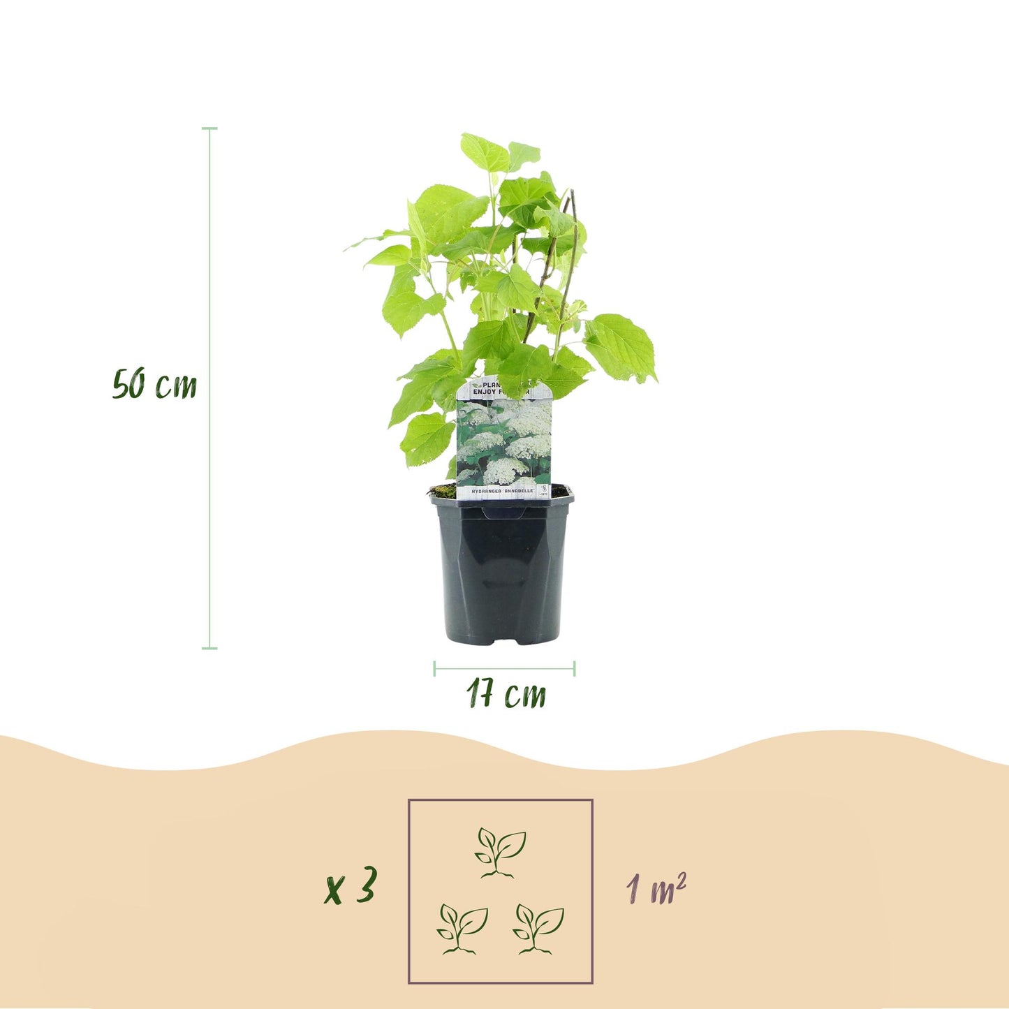 Pluim Hortensia - Hydrangea arborescens Annabelle - Bloem Wit - Grote Bloemen - Pot 17cm Hoogte 50cm