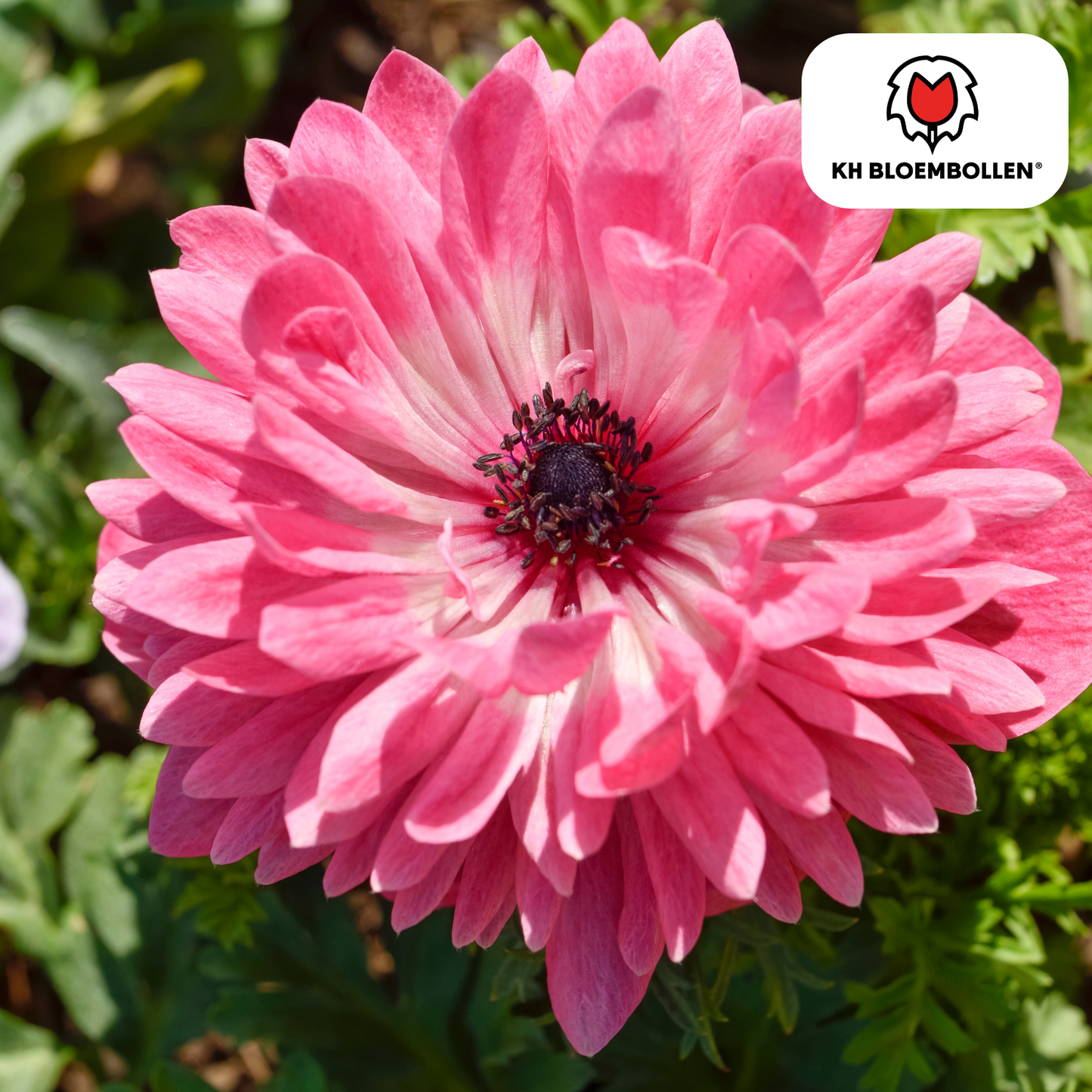Dubbele Anemonen in gemengde kleuren bloeiend in de tuin - Planttoday