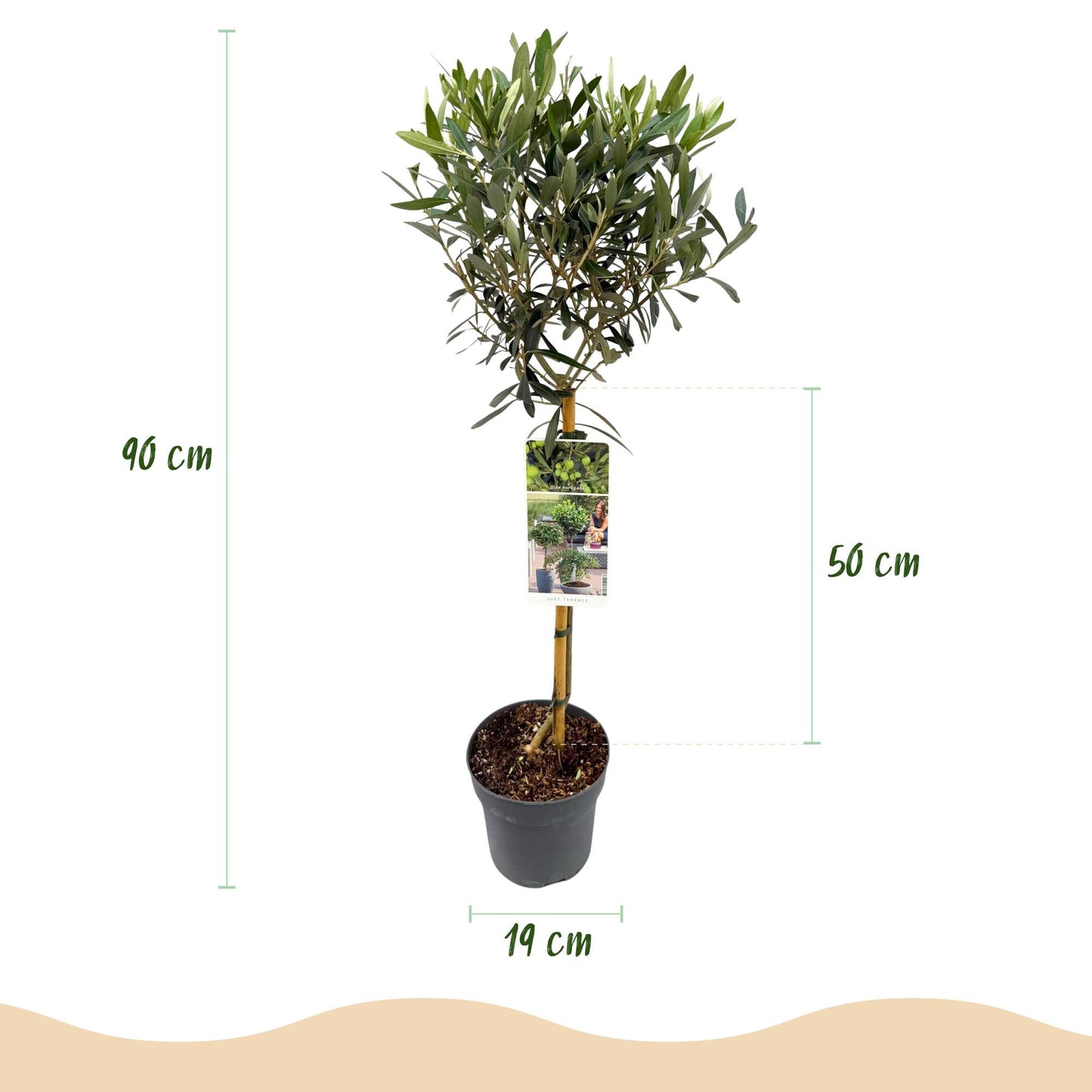 Olea Europaea - Plant op stam - Olijfboom - Terras Plant - Bladhoudend