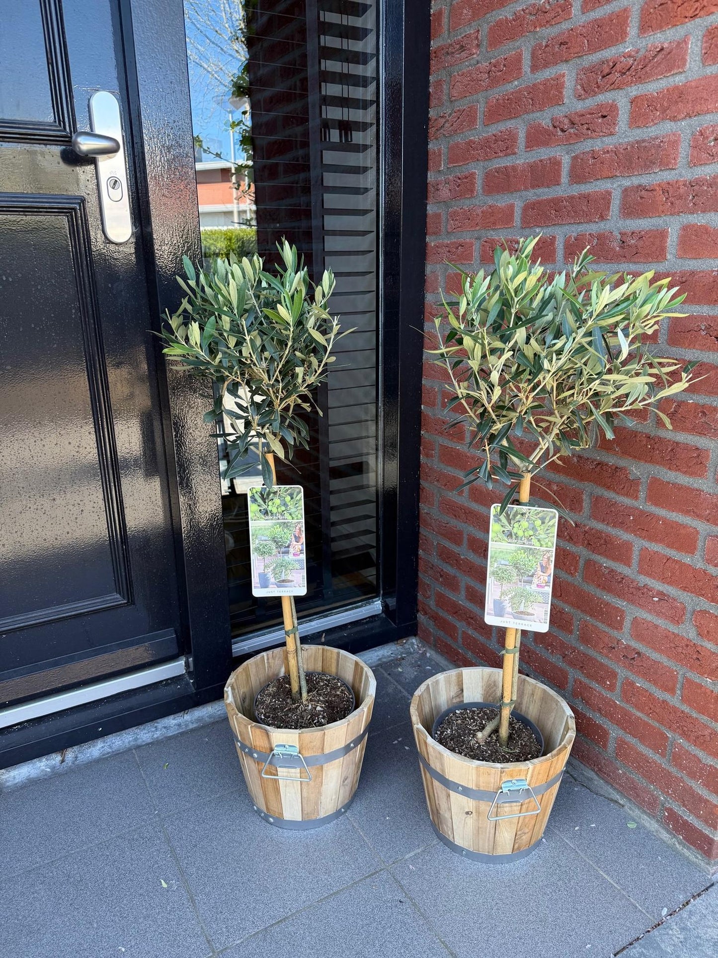 Olea Europaea - Plant op stam - Olijfboom - Terras Plant - Bladhoudend - Weinig Onderhoud - Pot 19cm Hoogte 90cm