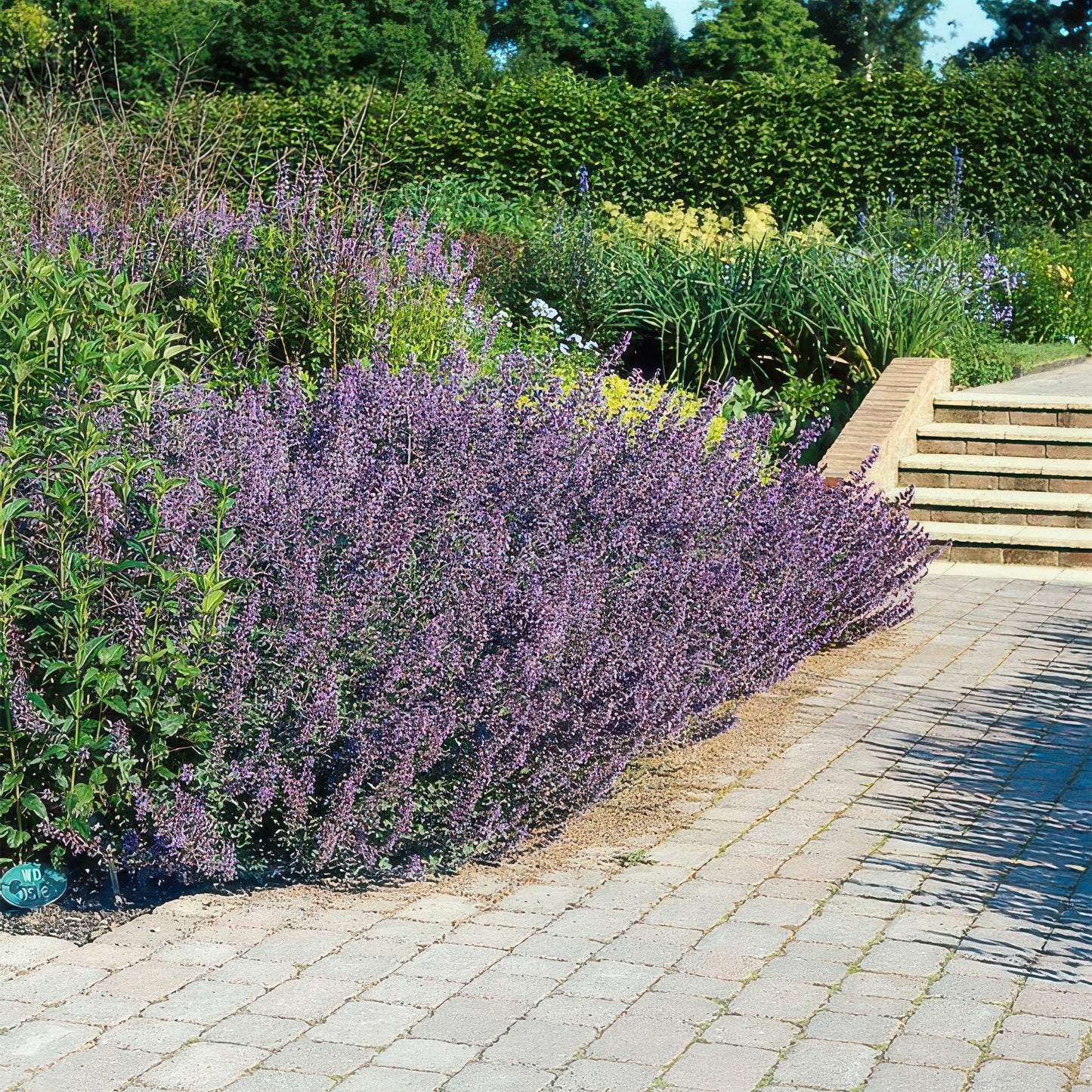 Nepeta 'Six Hills Giant' Buitenplant | Kattenkruid