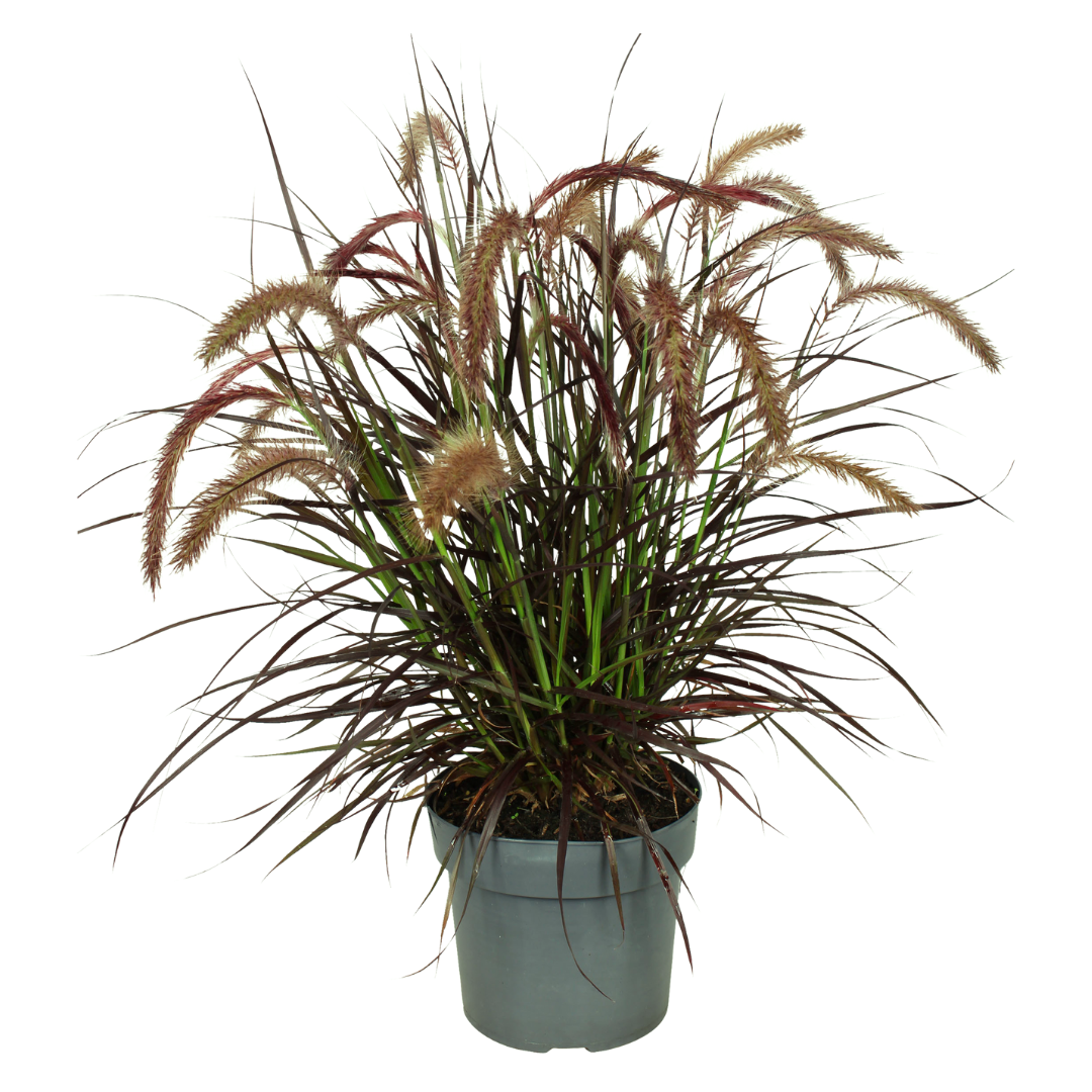 Pennisetum Tiny Tails in bloei – elegant siergras met luchtige pluimen