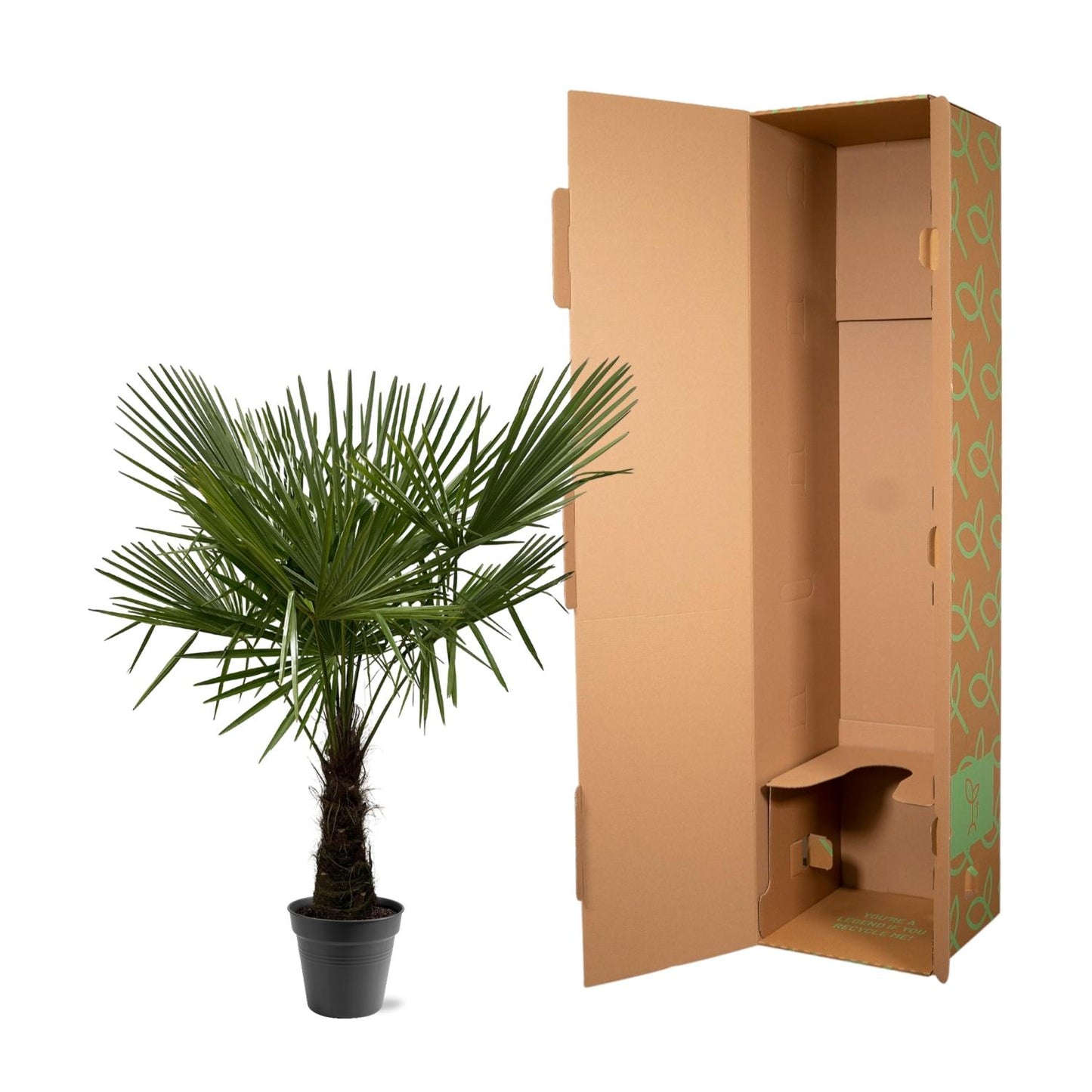 Trachycarpus Fortuneii - Palme - Höhe ca. 160-180cm - Ø30