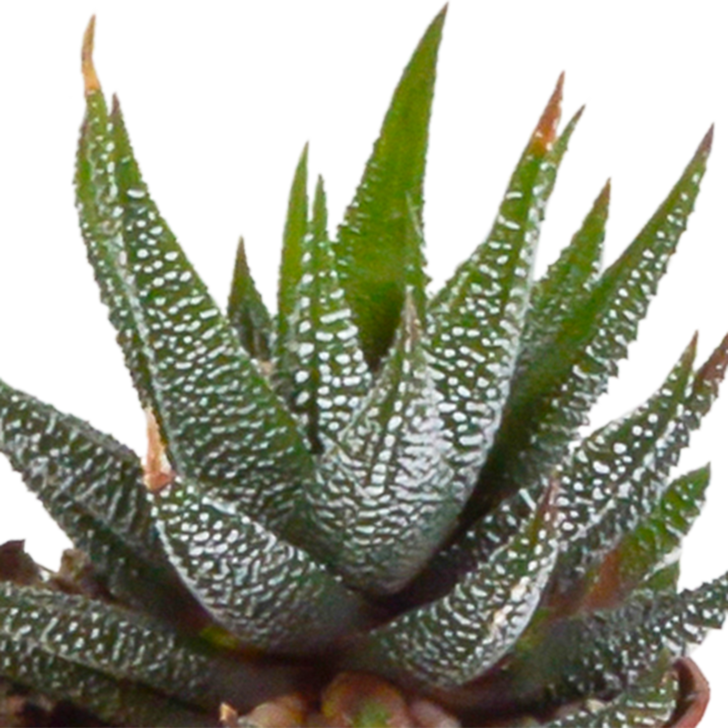 Set van 5 Gasteria/Haworthia mix (Ø5,5 cm, zonder pot) – compacte en sterke kamerplanten in diverse vormen en kleuren