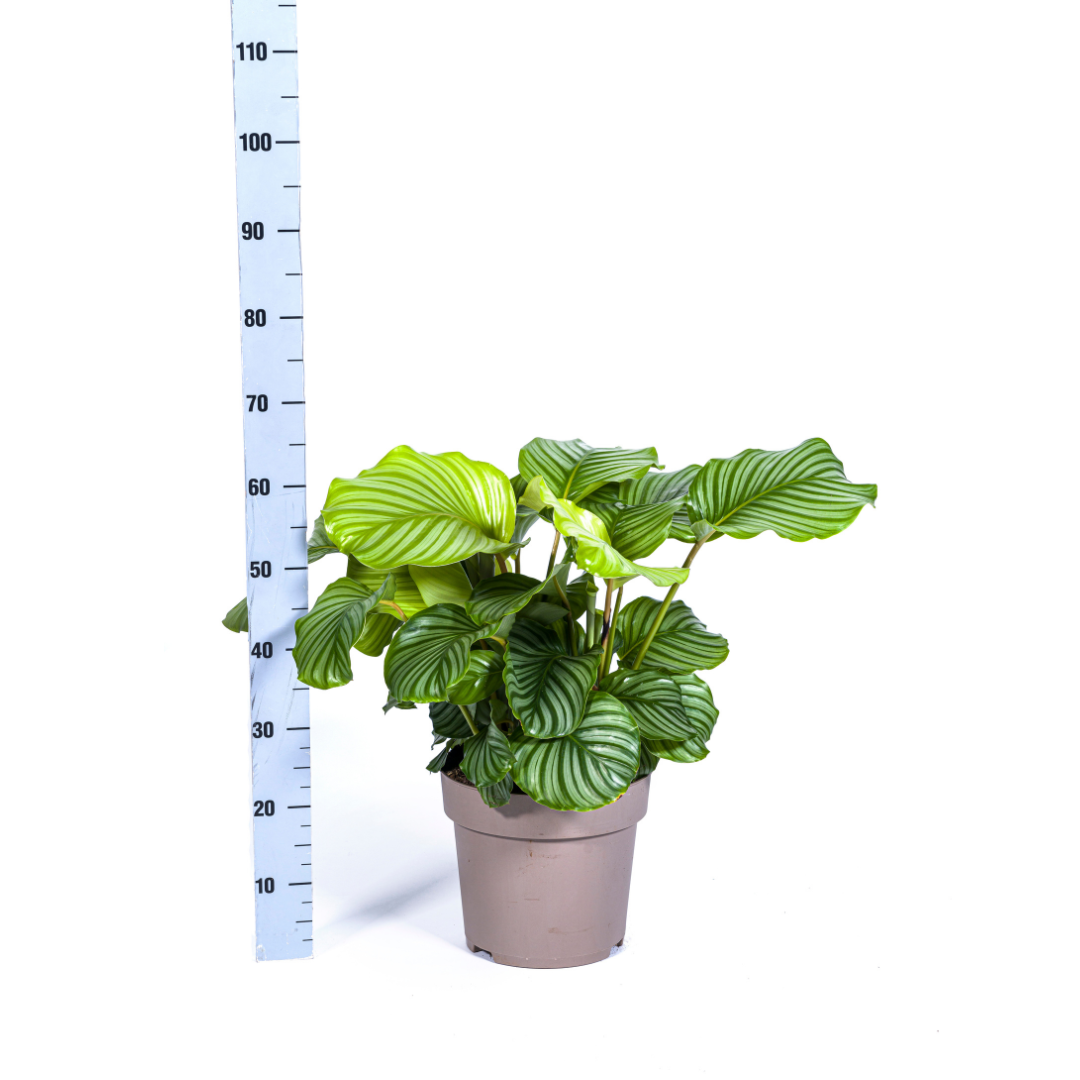 Calathea Orbifolia Ø27cm - ↕70 - 90cm Zilver.