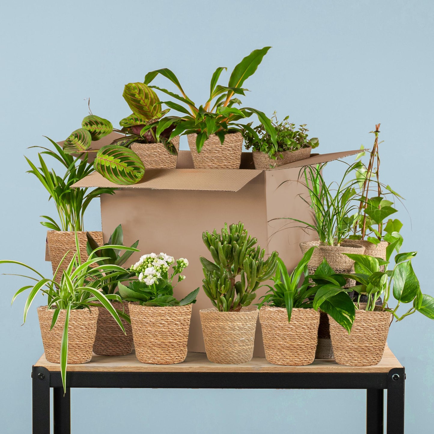 Groene Kneusjesbox met 12 kamerplanten en 12 zeegras manden Sofia – duurzame planten set