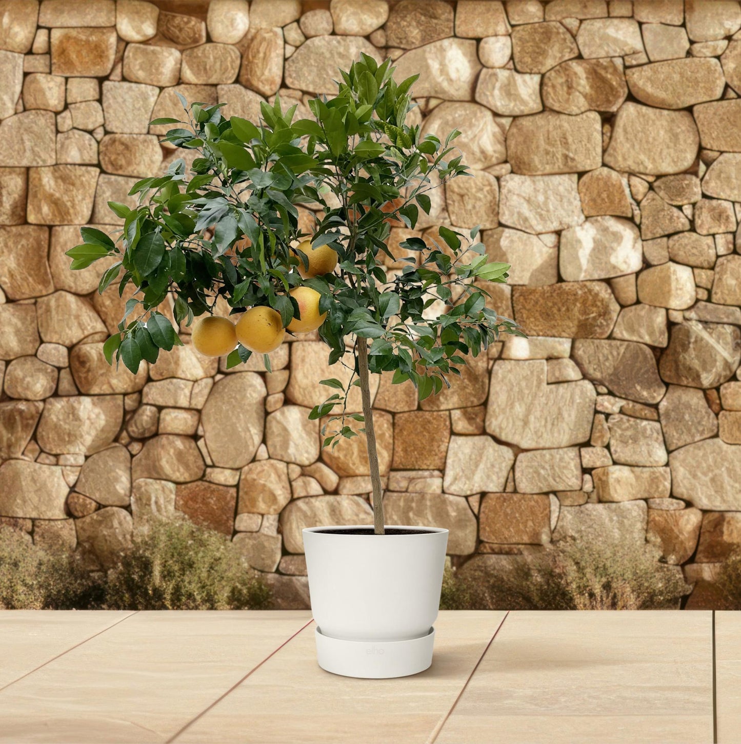 Pompelmoesboom (Citrus Pompelmo) - Voor Terras of Serre